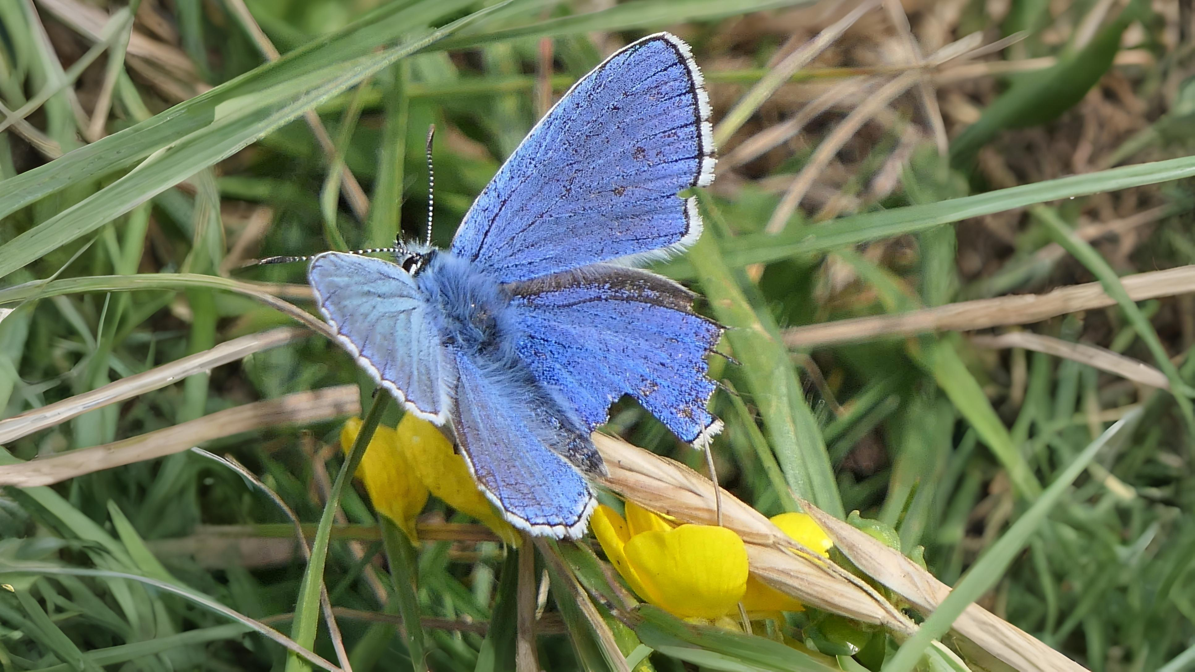 14-Sept September’s Butterflies Section Image