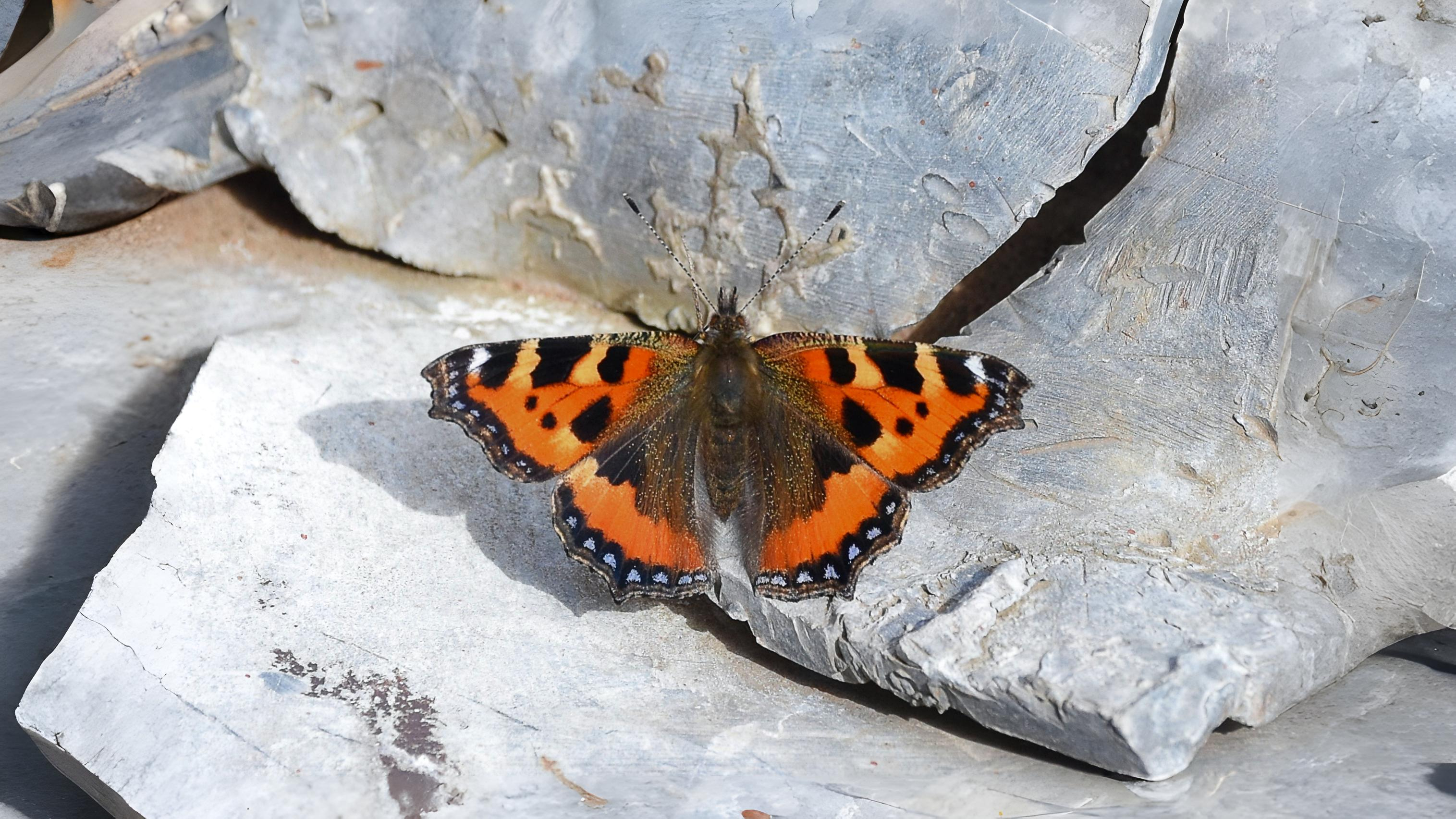 14-Sept September’s Butterflies Section Image
