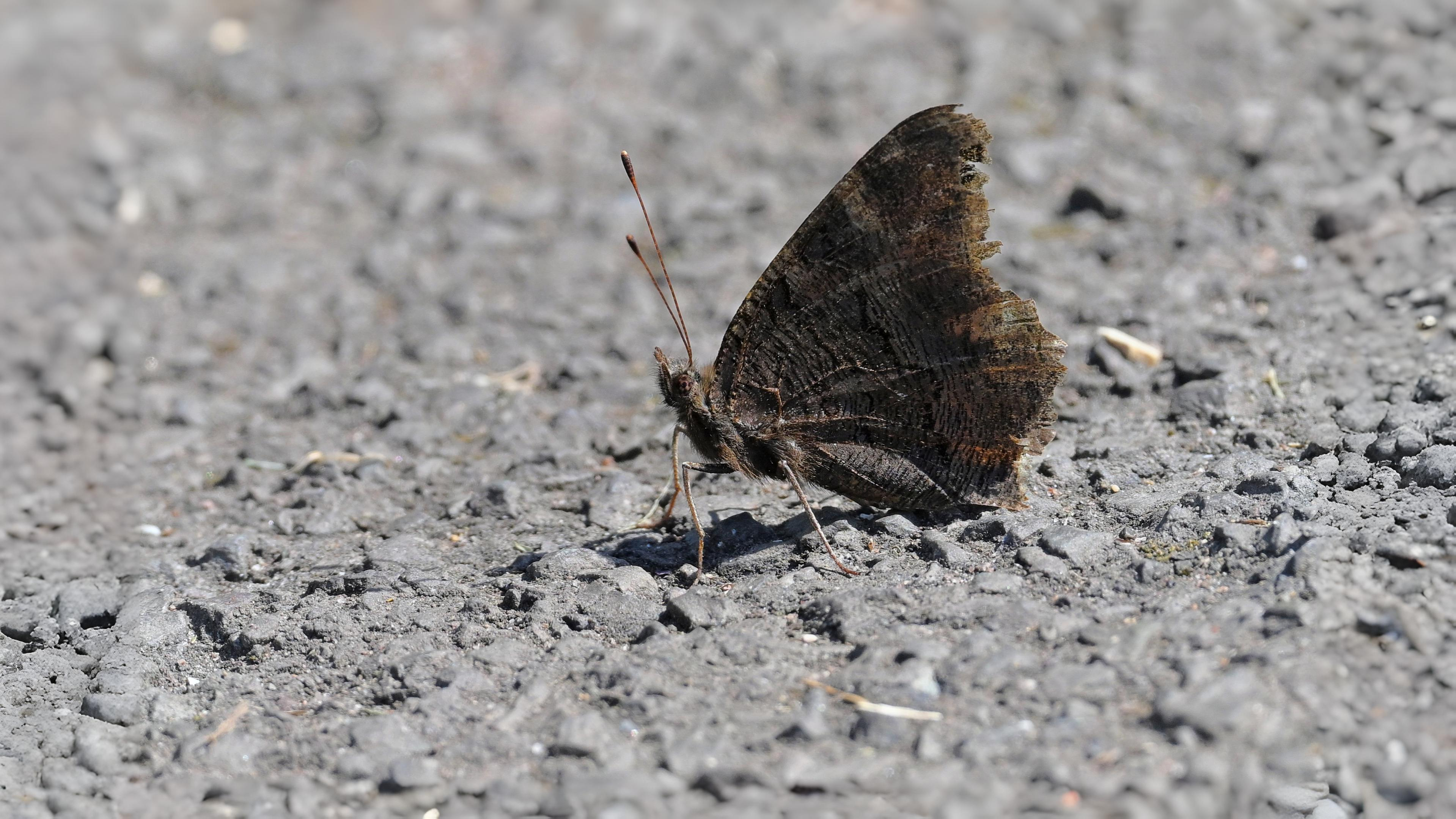 14-Sept September’s Butterflies Section Image