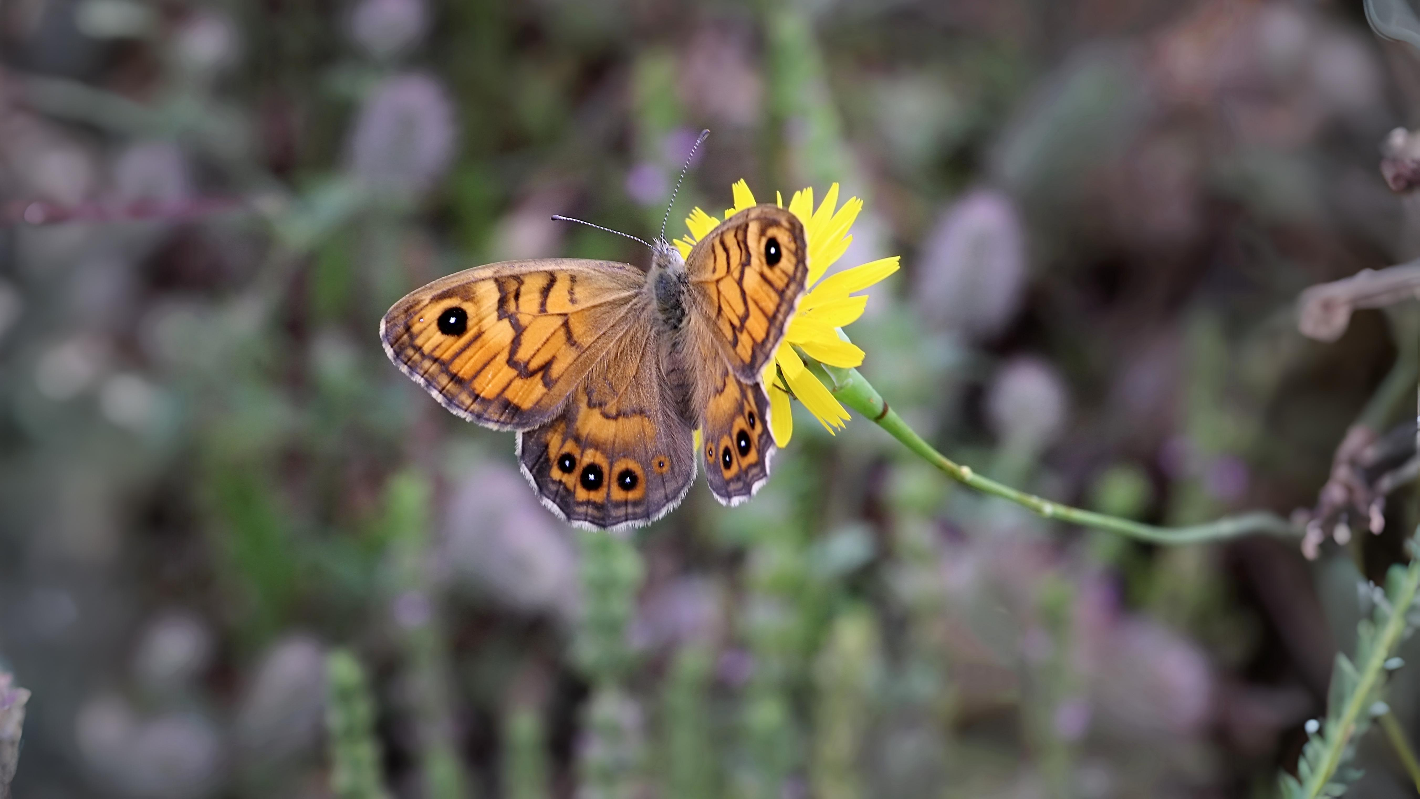 15-Sept The Browns and the Golden Rarities Section Image