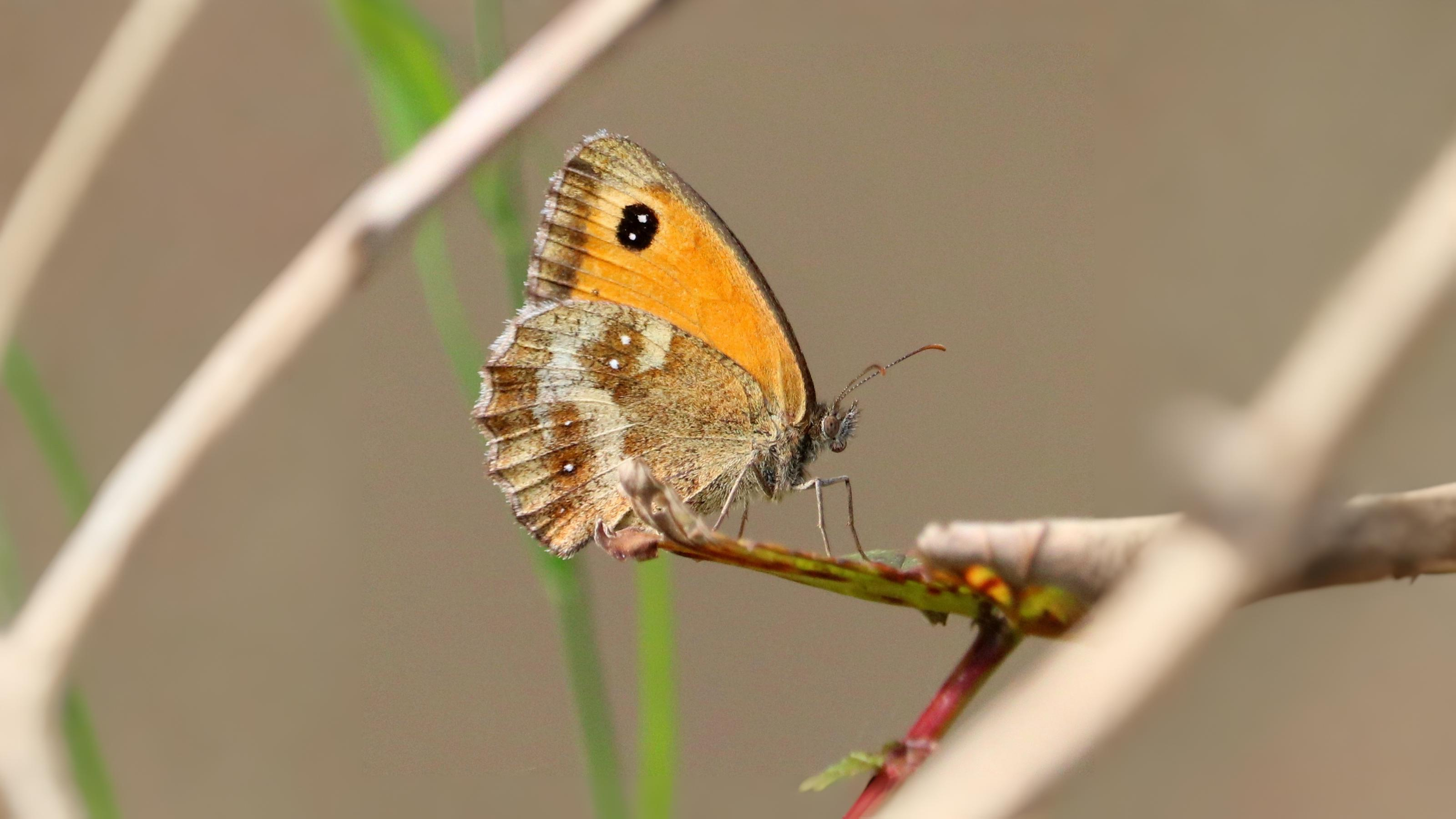 15-Sept The Browns and the Golden Rarities Section Image