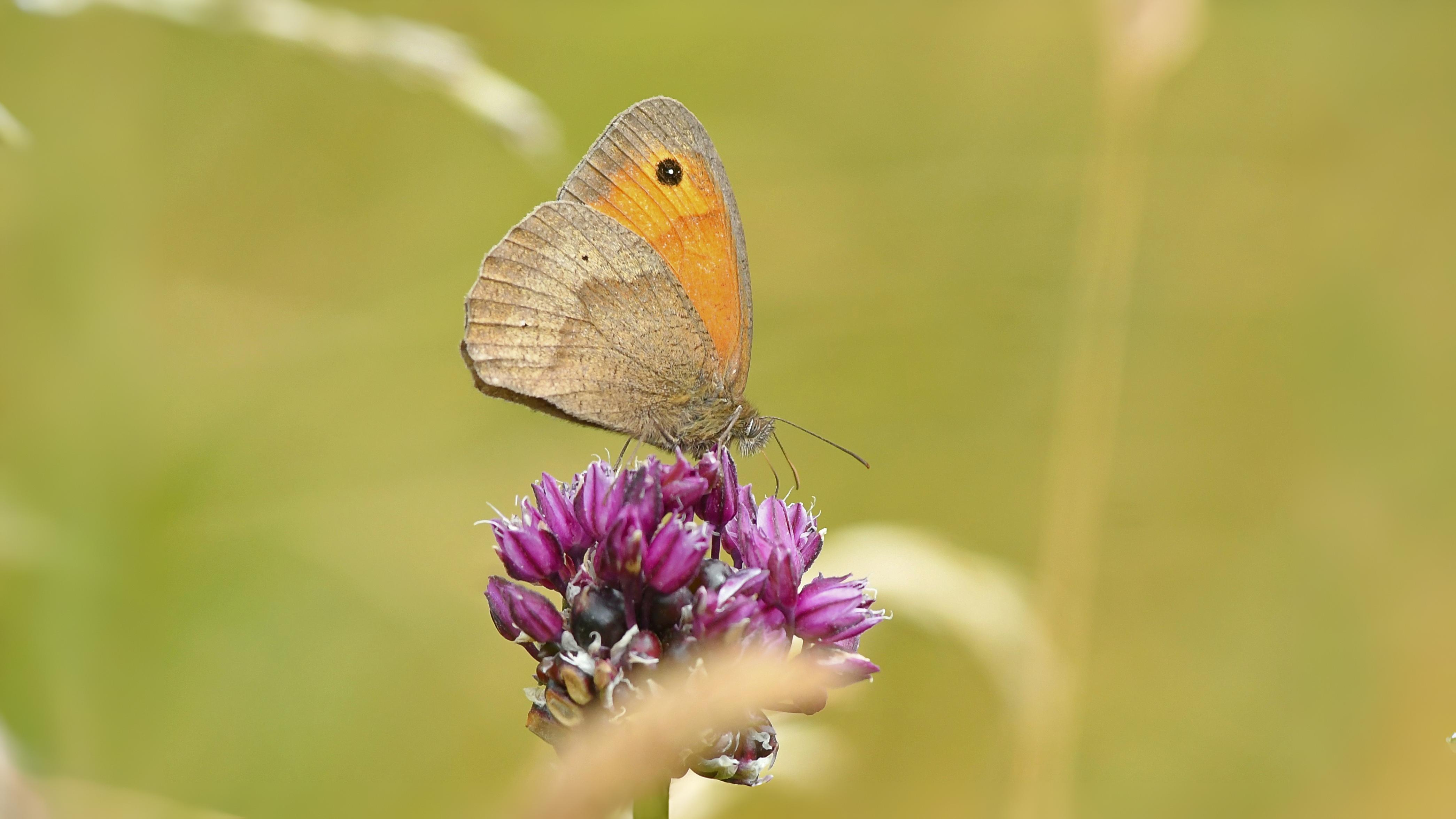 15-Sept The Browns and the Golden Rarities Section Image