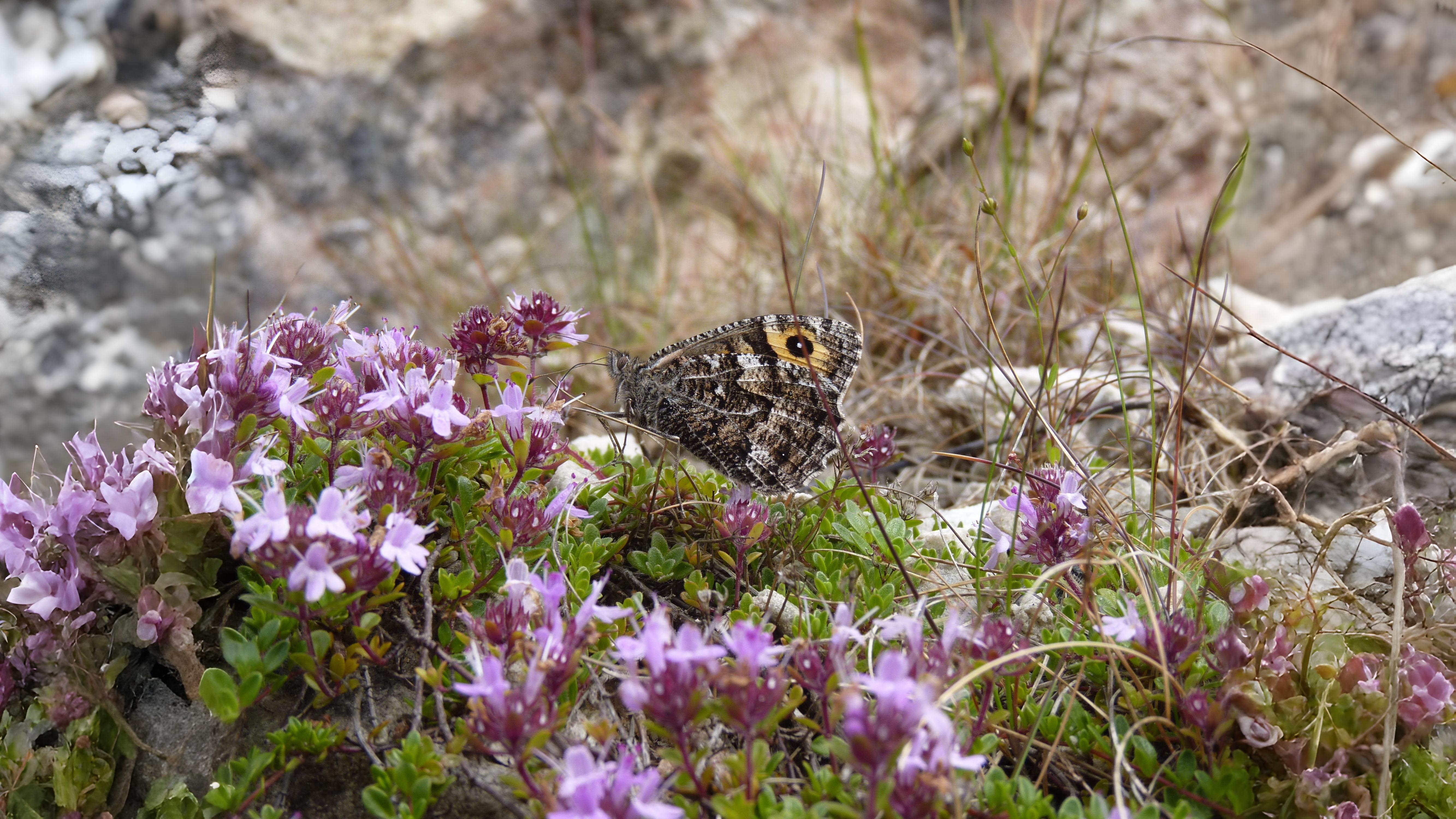 15-Sept The Browns and the Golden Rarities Section Image