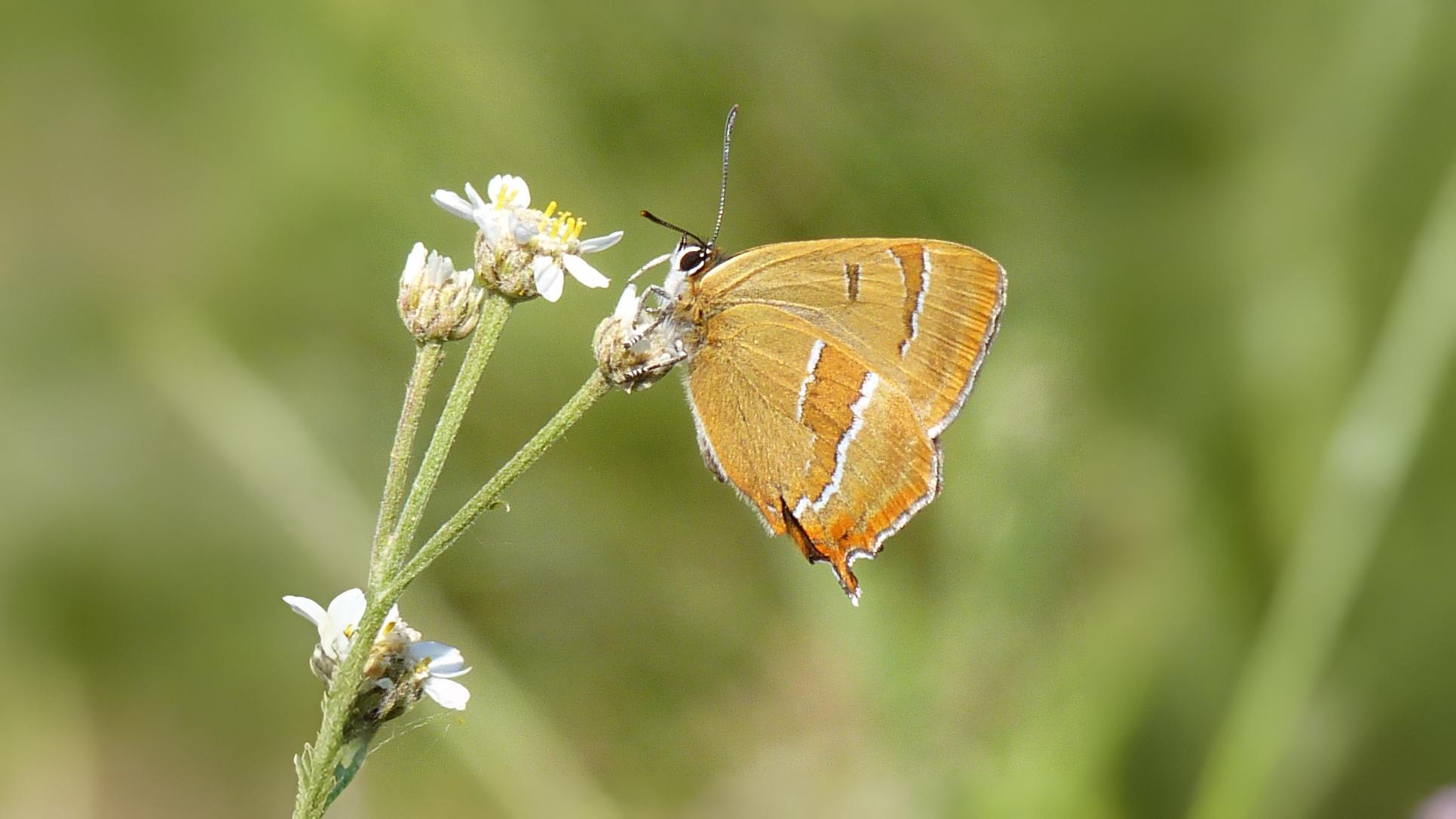 15-Sept The Browns and the Golden Rarities Section Image