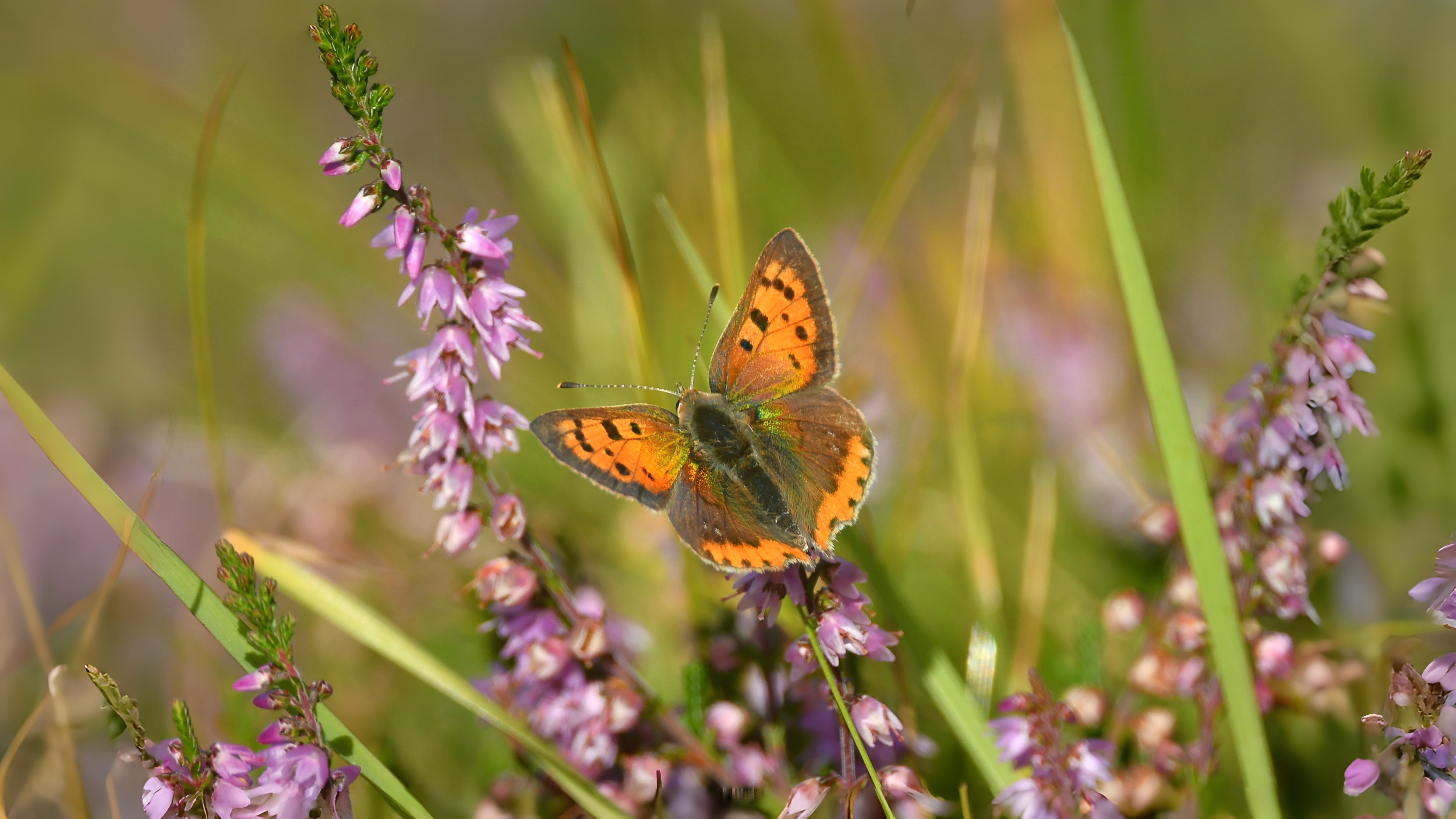 15-Sept The Browns and the Golden Rarities Section Image