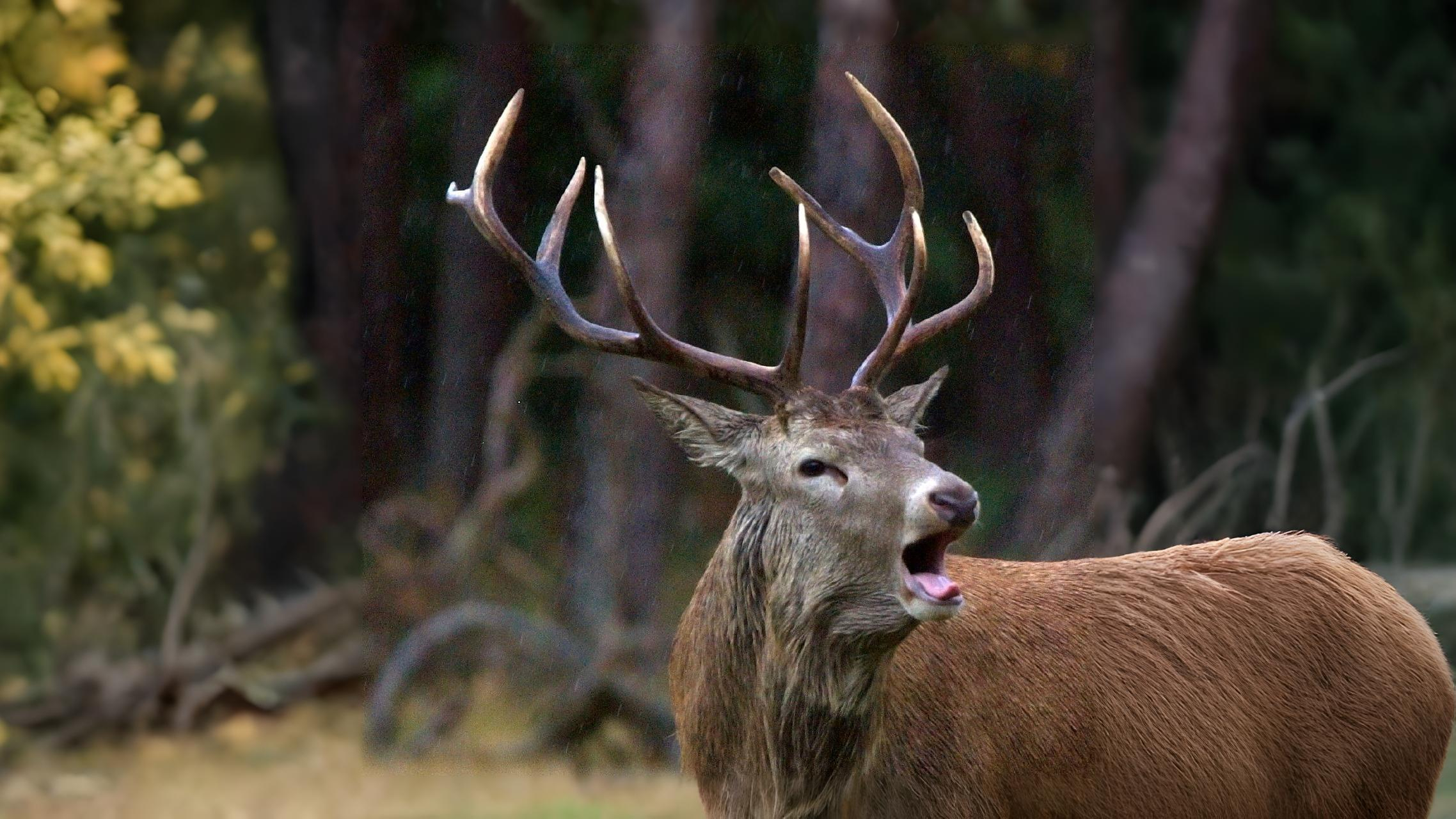 16-Sept Deer, Dens, and Autumn Wanderers Section Image