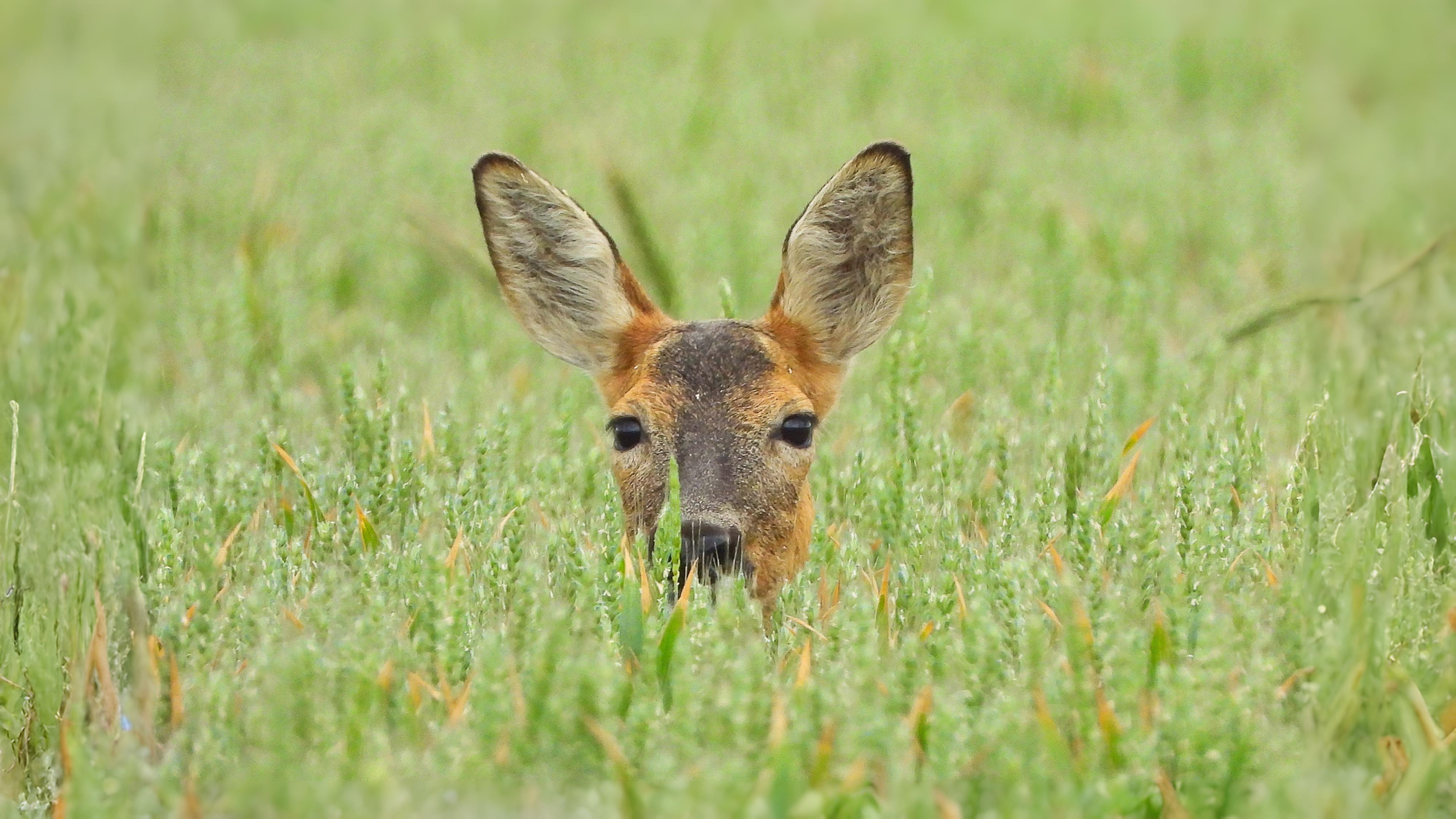 16-Sept Deer, Dens, and Autumn Wanderers Section Image