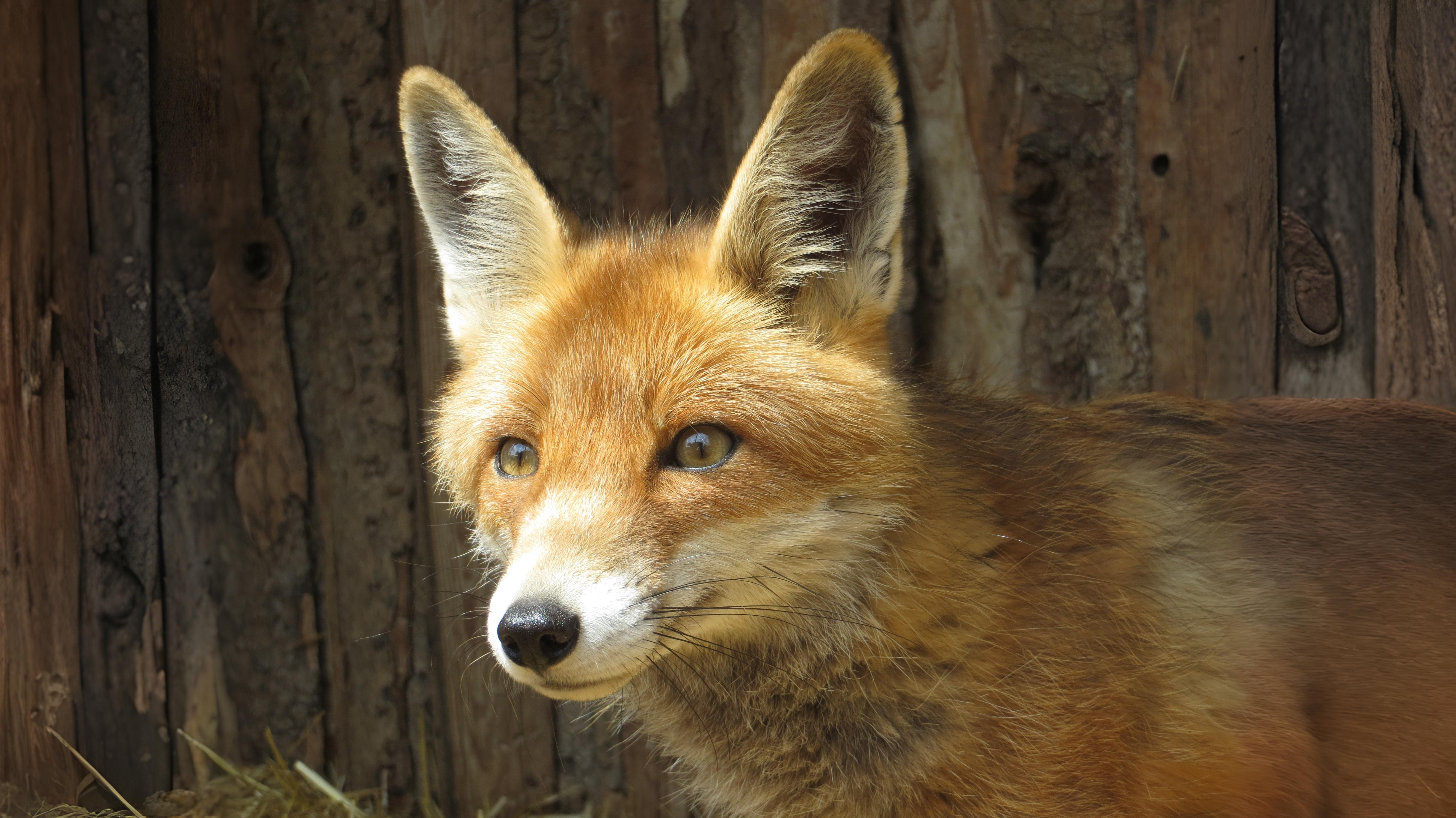 16-Sept Deer, Dens, and Autumn Wanderers Section Image