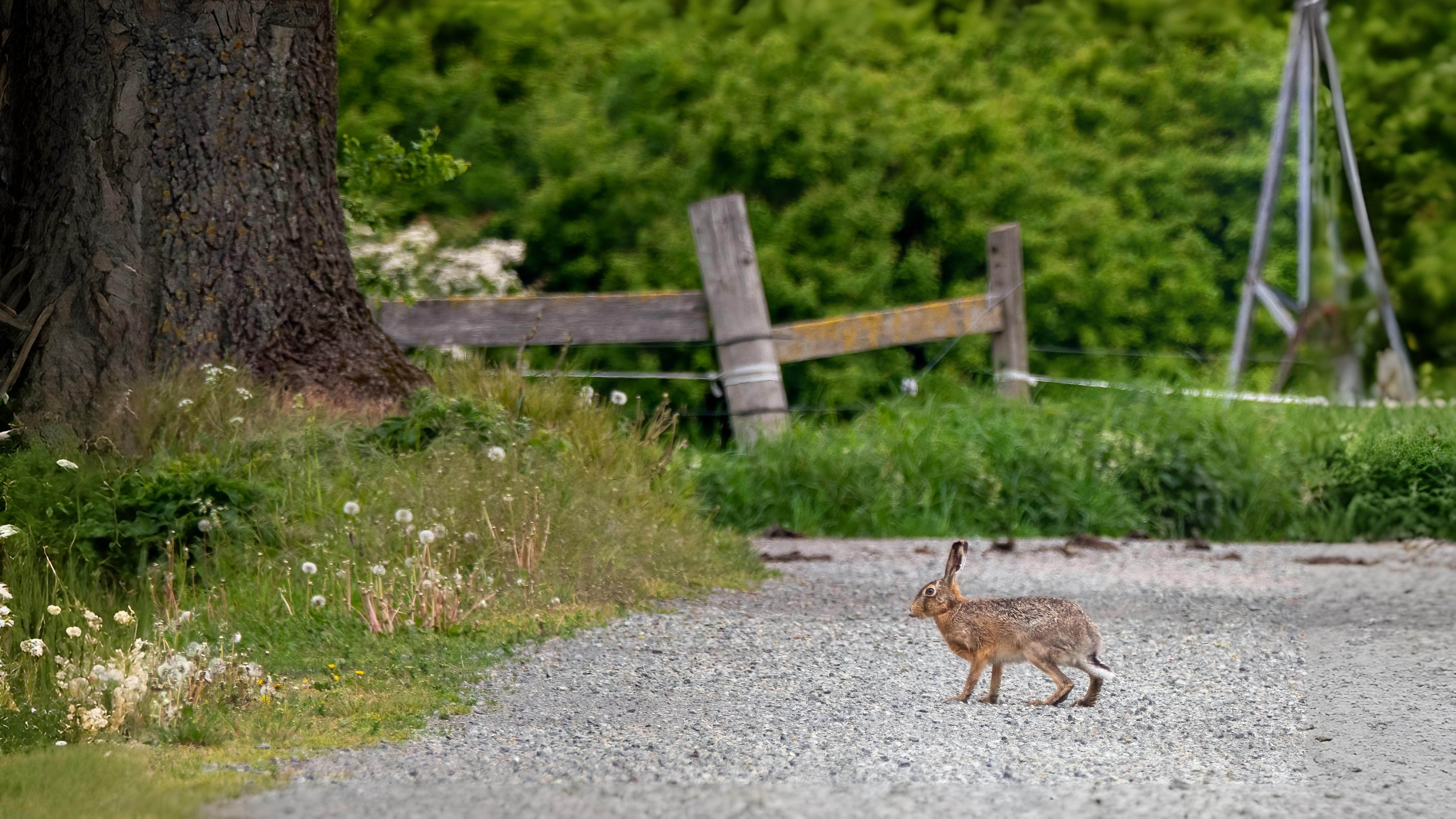 16-Sept Deer, Dens, and Autumn Wanderers Section Image