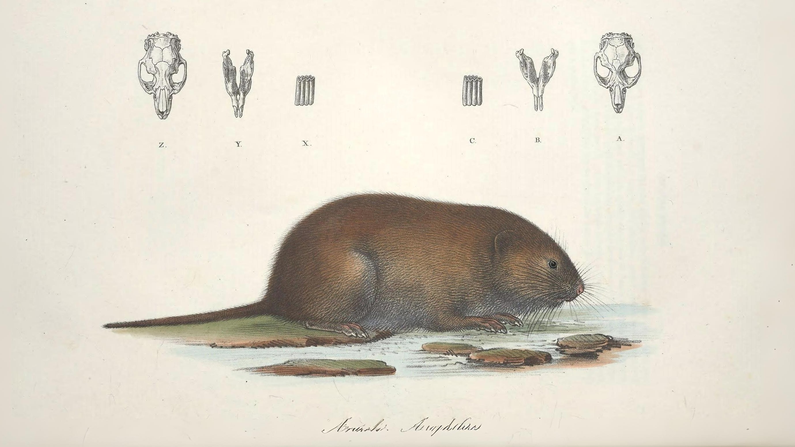 17-Sept Hidden Lives of Small Mammals Section Image