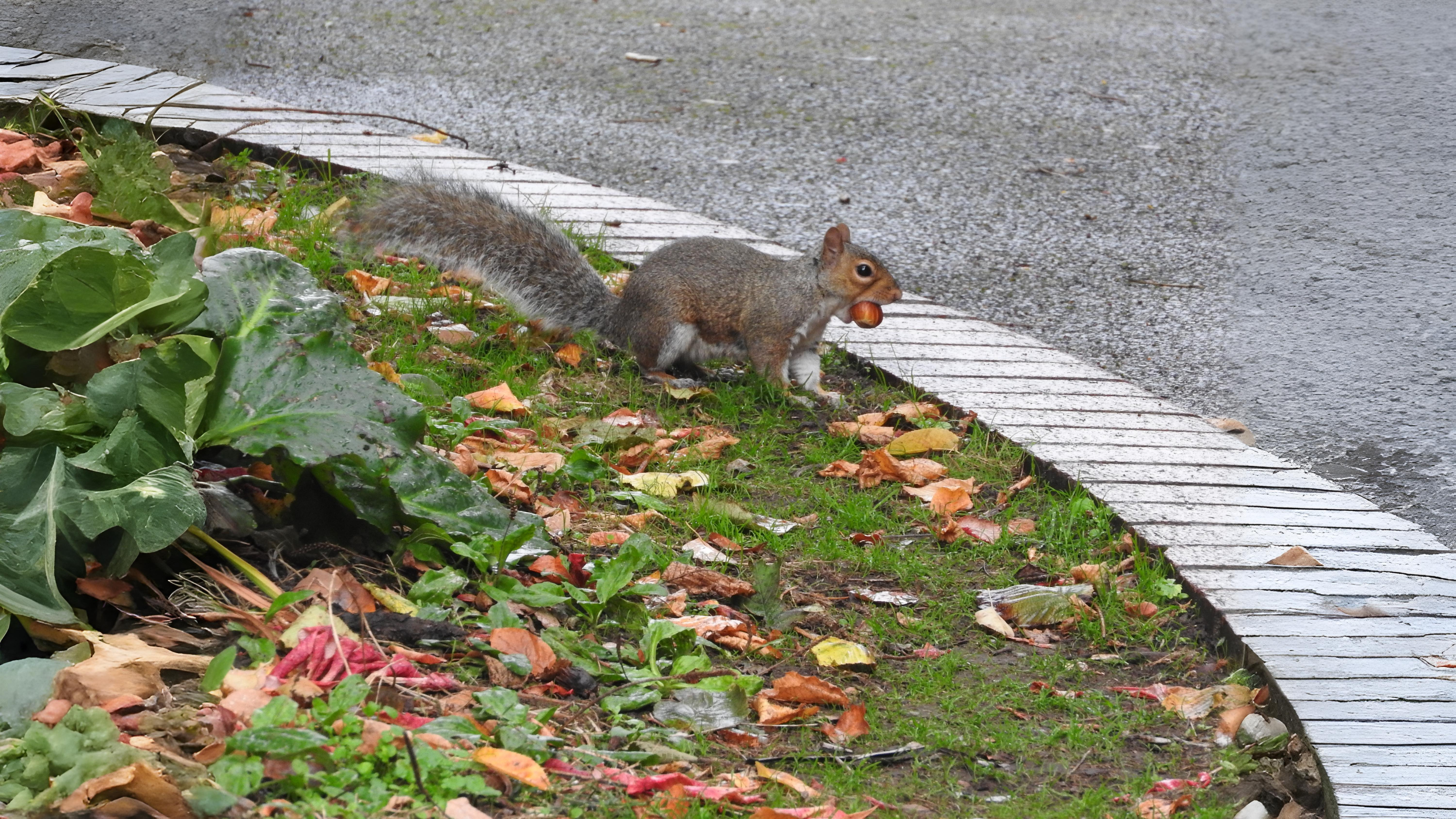 17-Sept Hidden Lives of Small Mammals Section Image