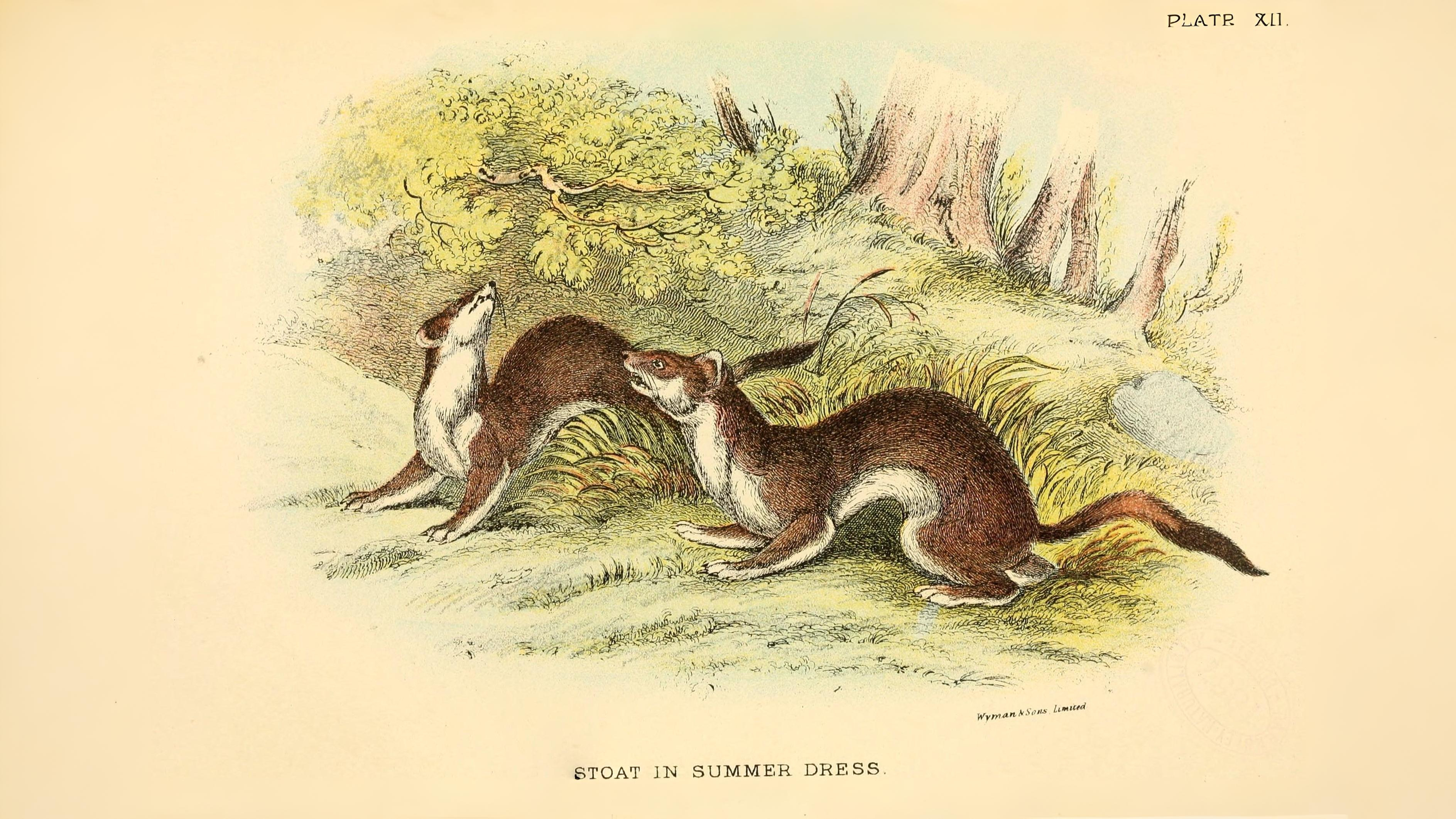 17-Sept Hidden Lives of Small Mammals Section Image