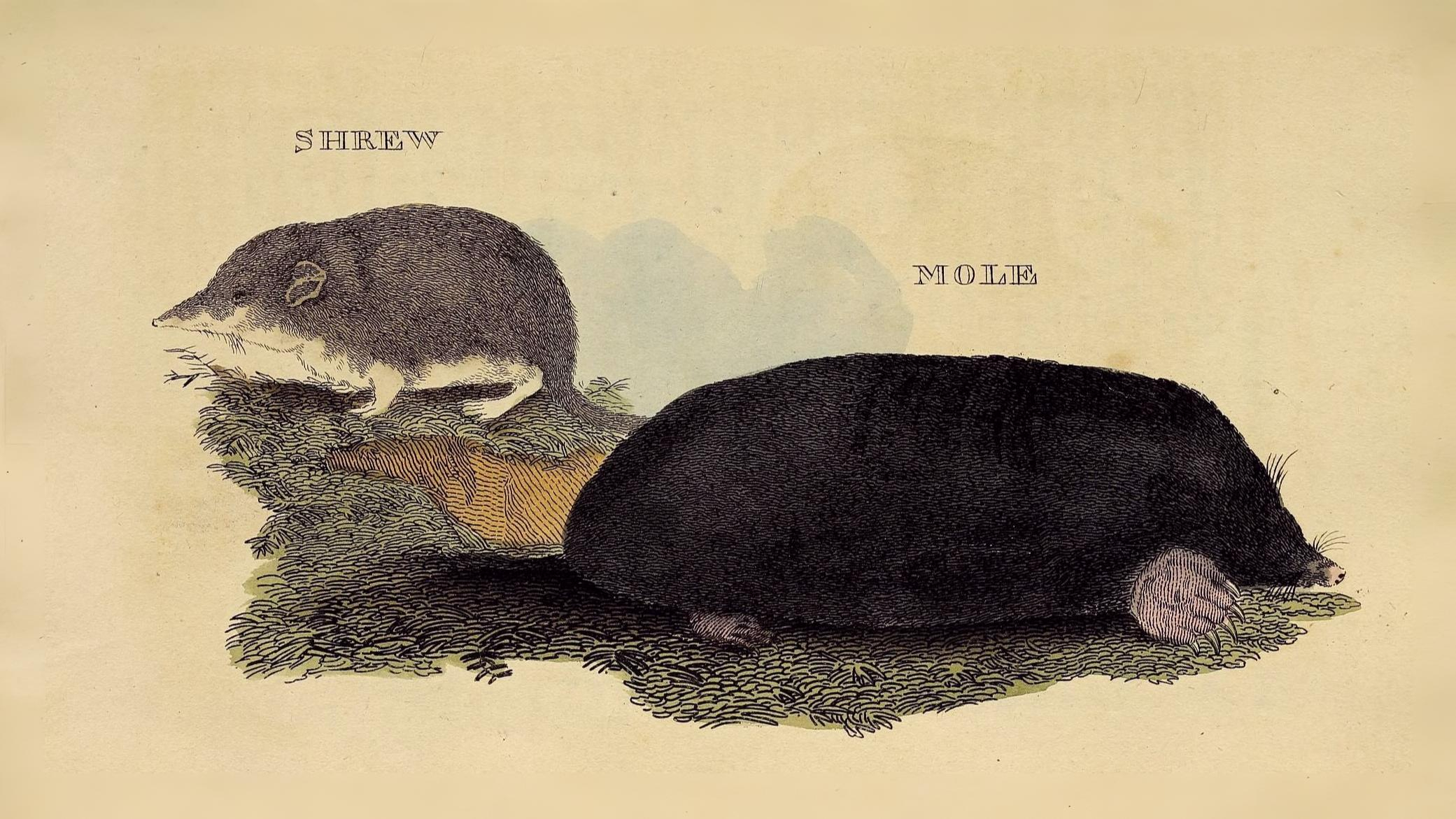 17-Sept Hidden Lives of Small Mammals Section Image