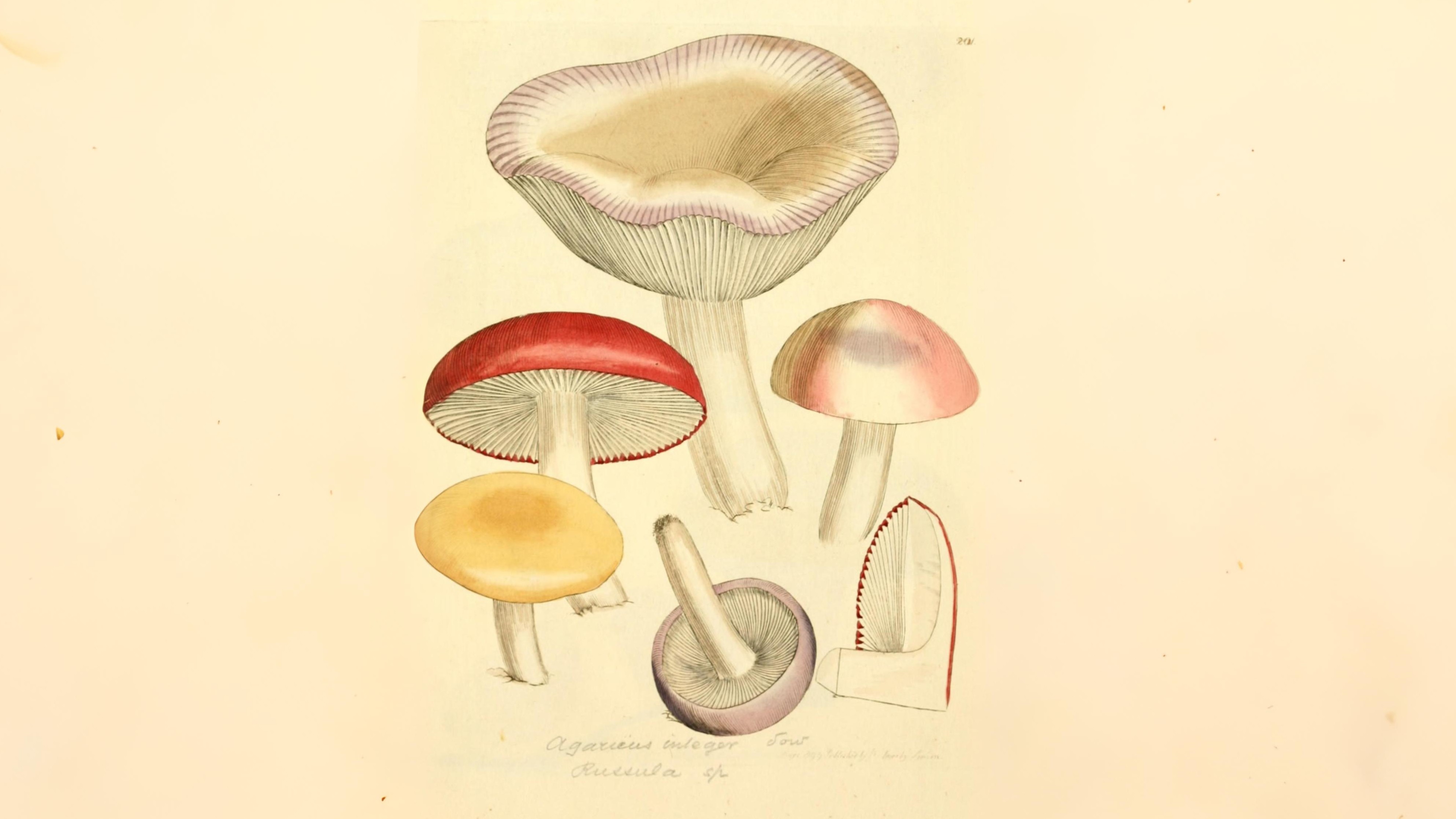 18-Sept The Fungi Kingdom Awakens Section Image
