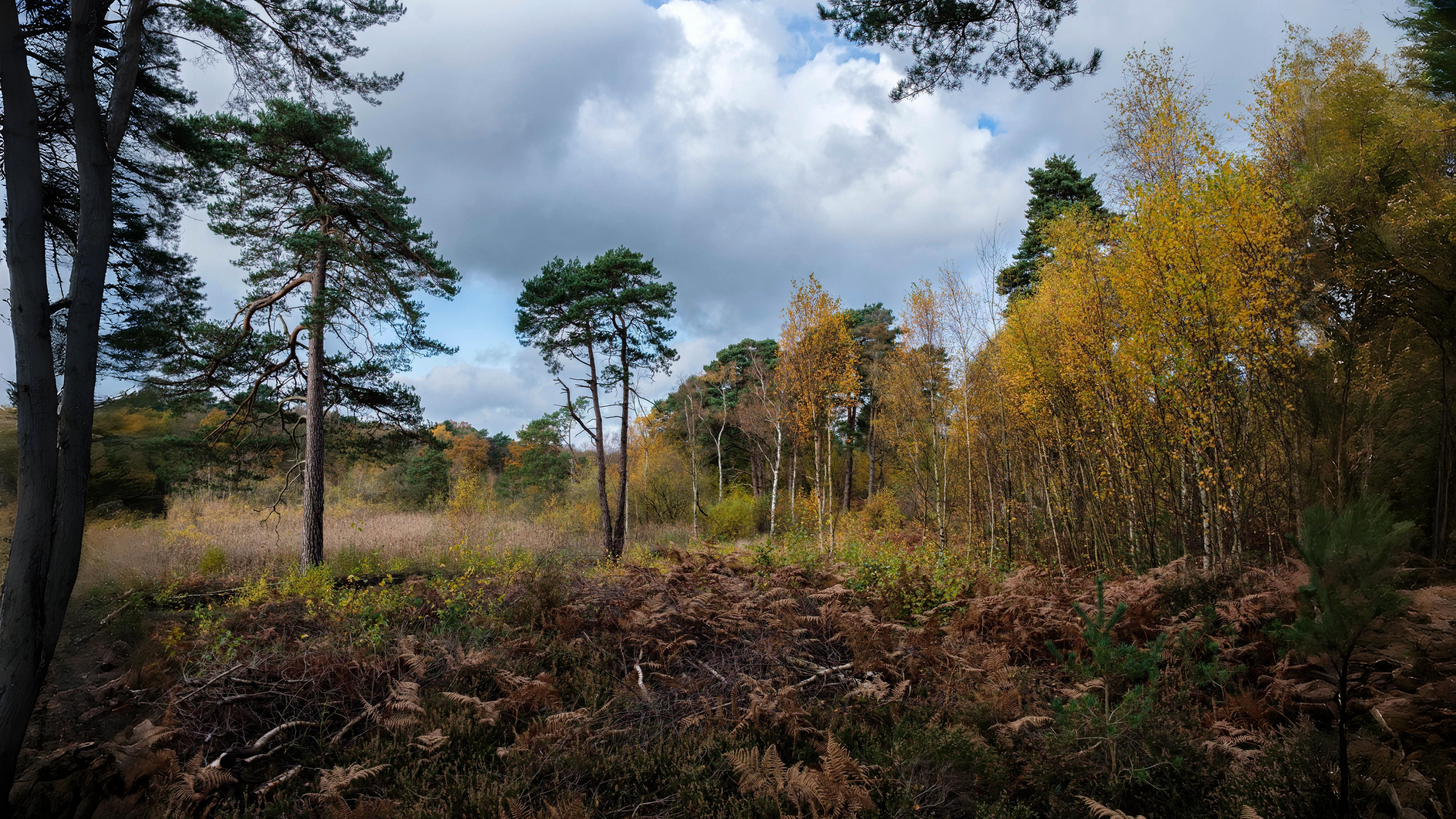 18-Sept The Fungi Kingdom Awakens Section Image