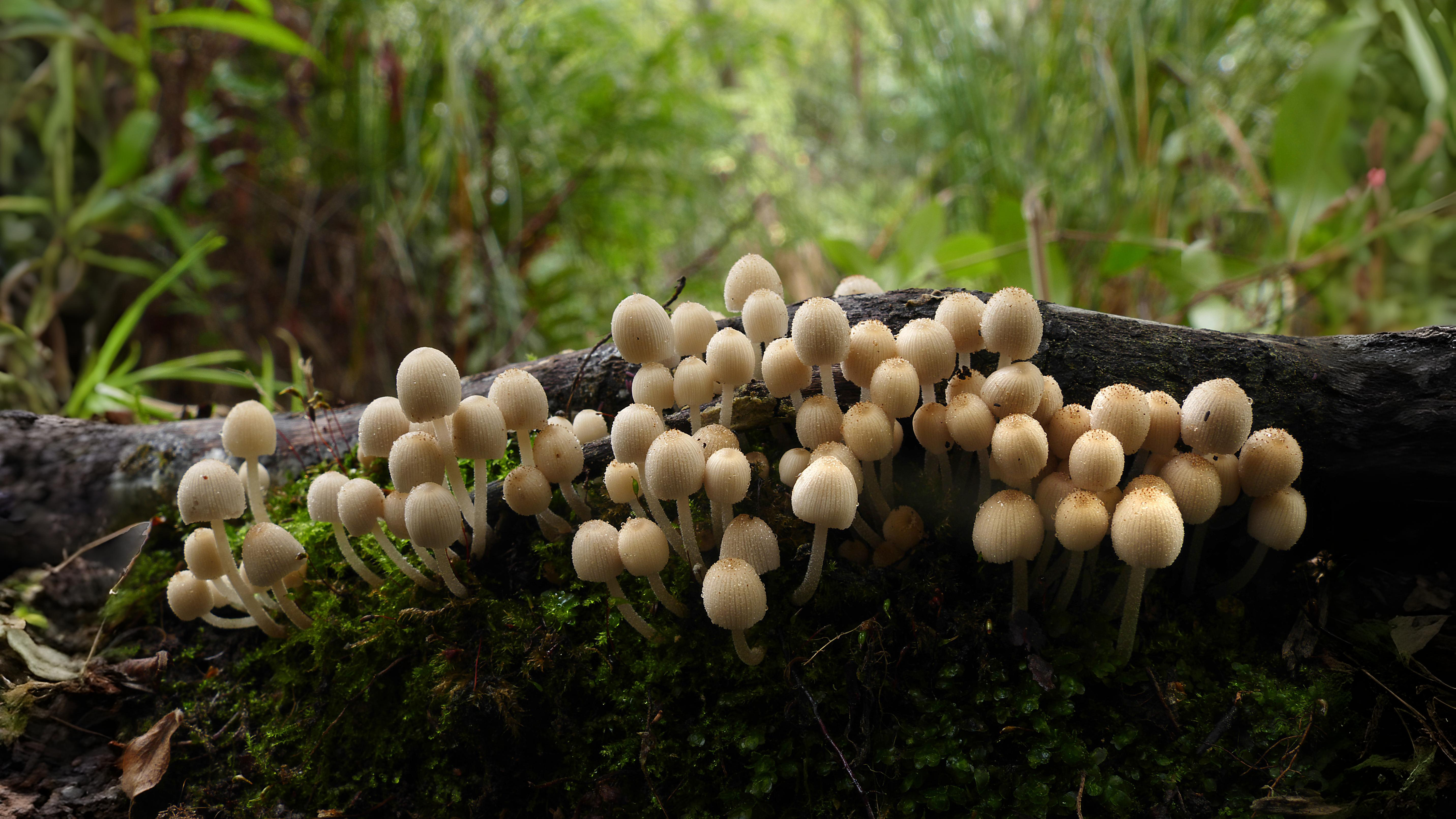 18-Sept The Fungi Kingdom Awakens Section Image