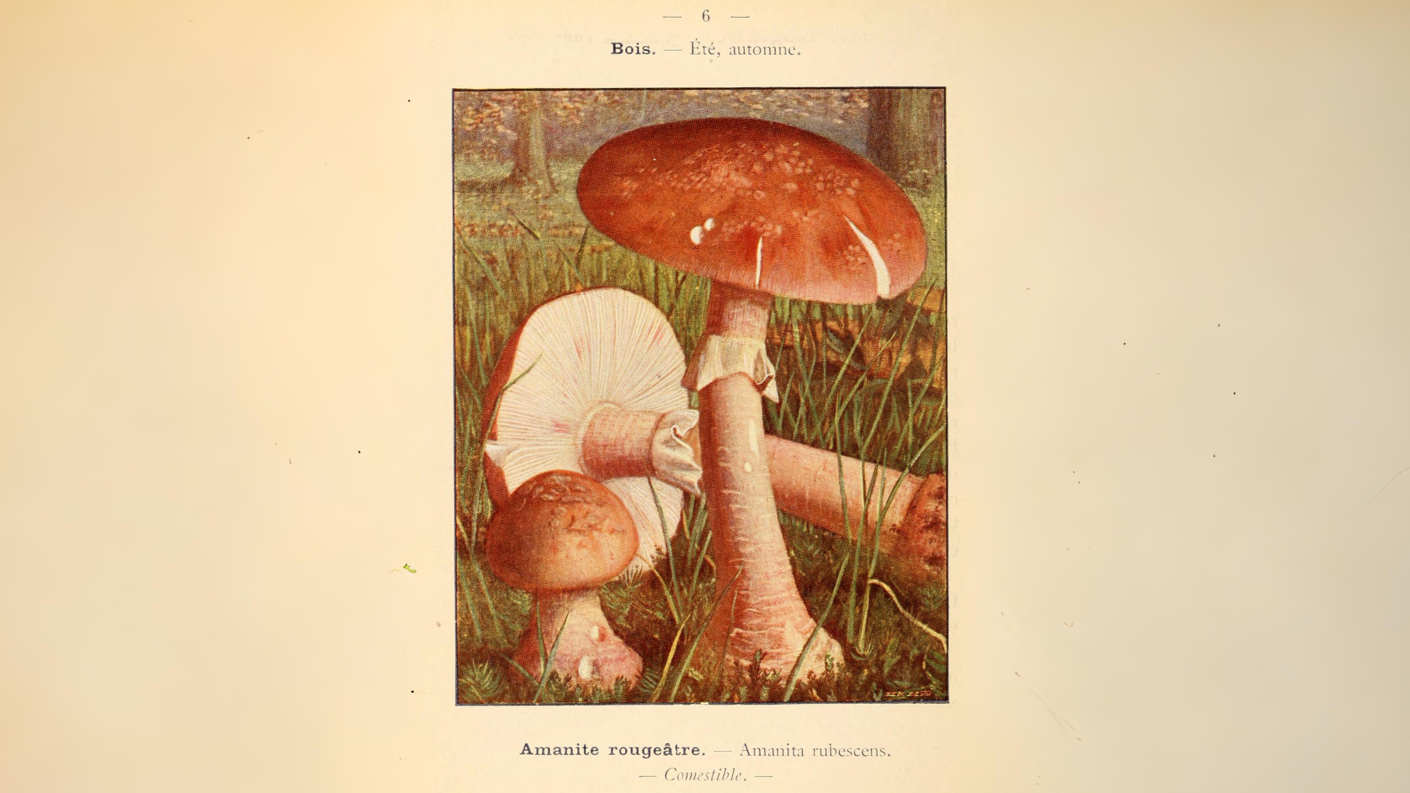 18-Sept The Fungi Kingdom Awakens Section Image
