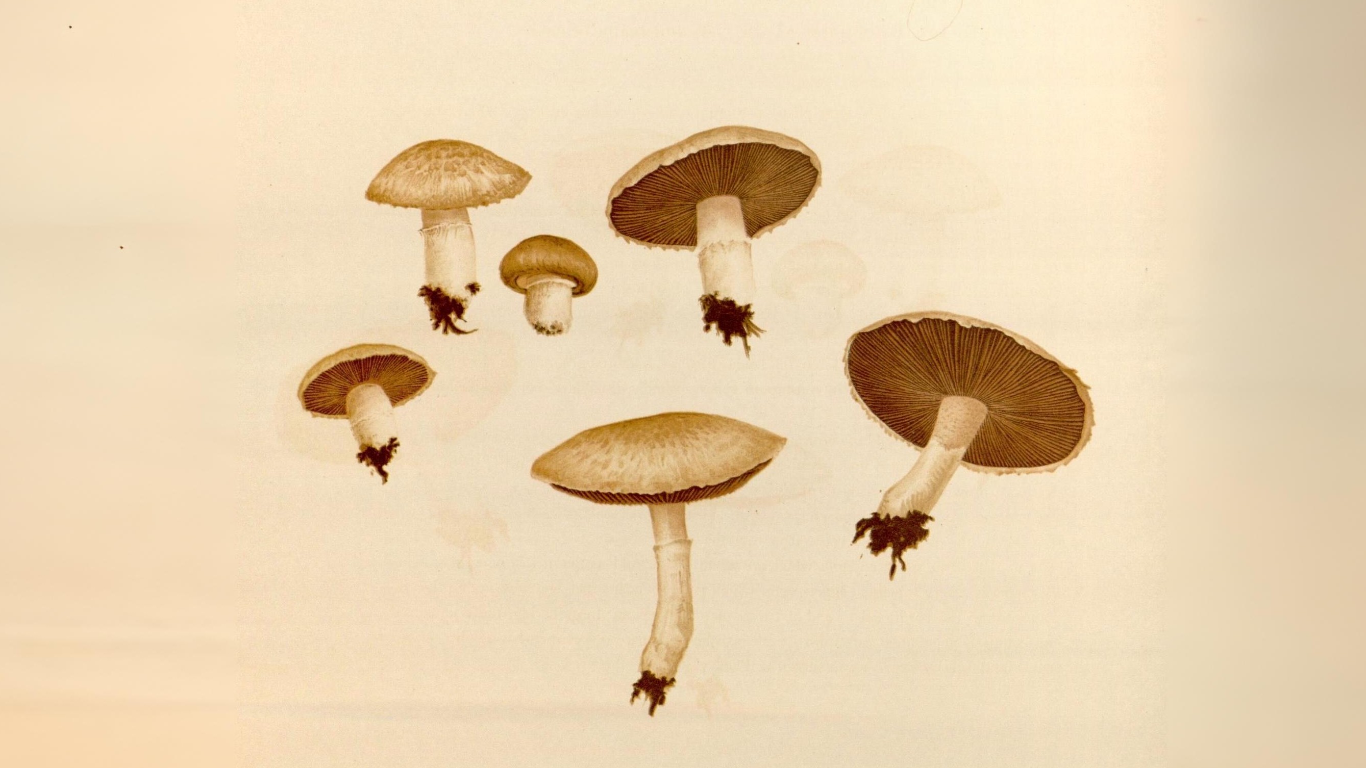 19-Sept Mushroom Magic: London’s Hidden Agarics Section Image