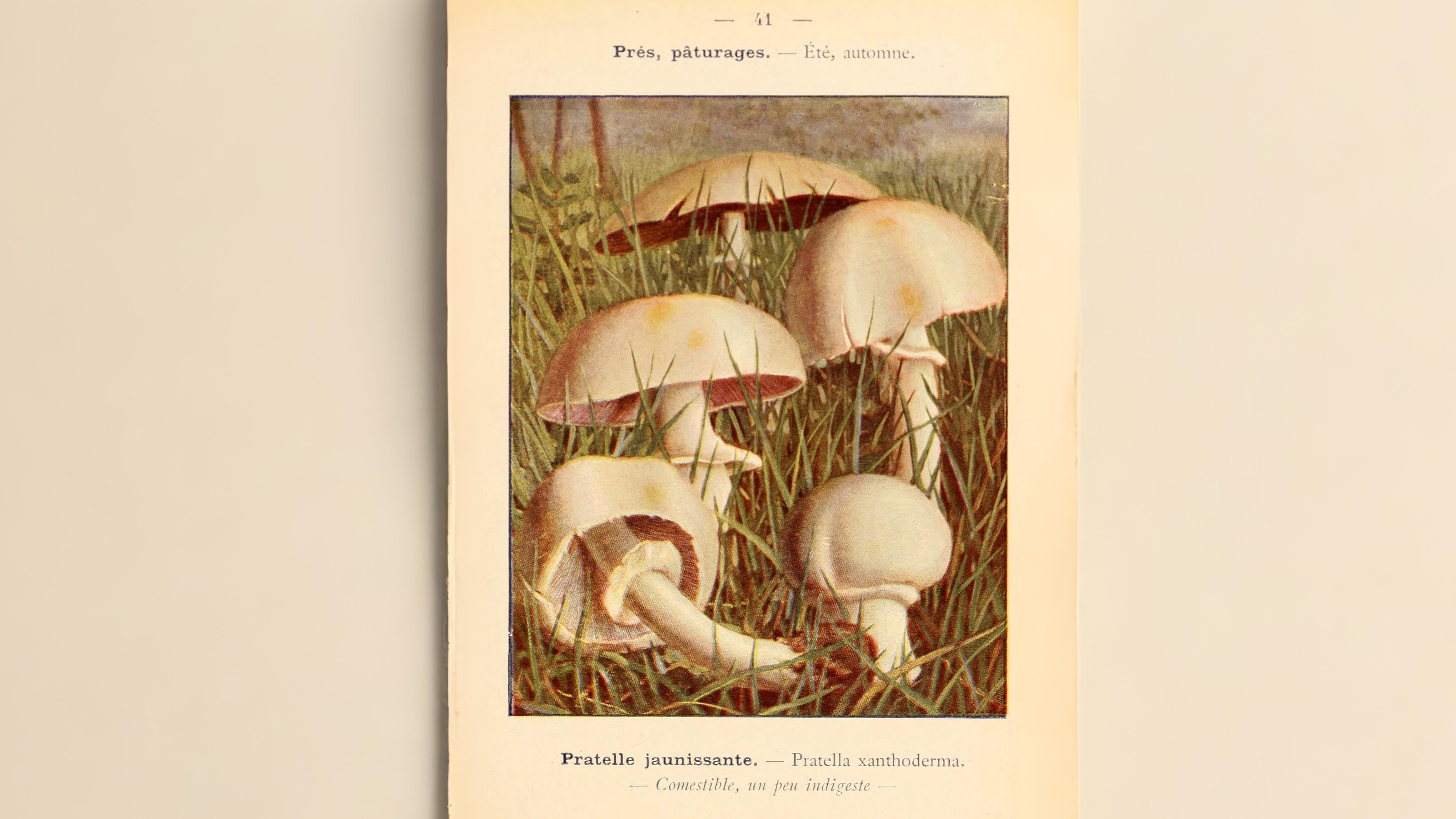 19-Sept Mushroom Magic: London’s Hidden Agarics Section Image