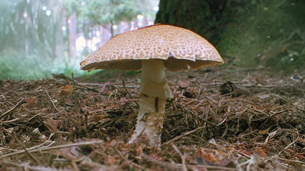 19-Sept Mushroom Magic: London’s Hidden Agarics Section Image