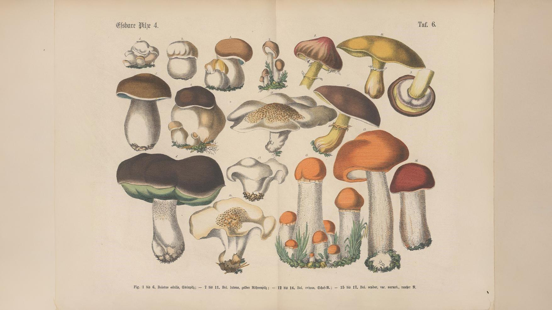 20-Sept London’s Fungi Treasures Section Image
