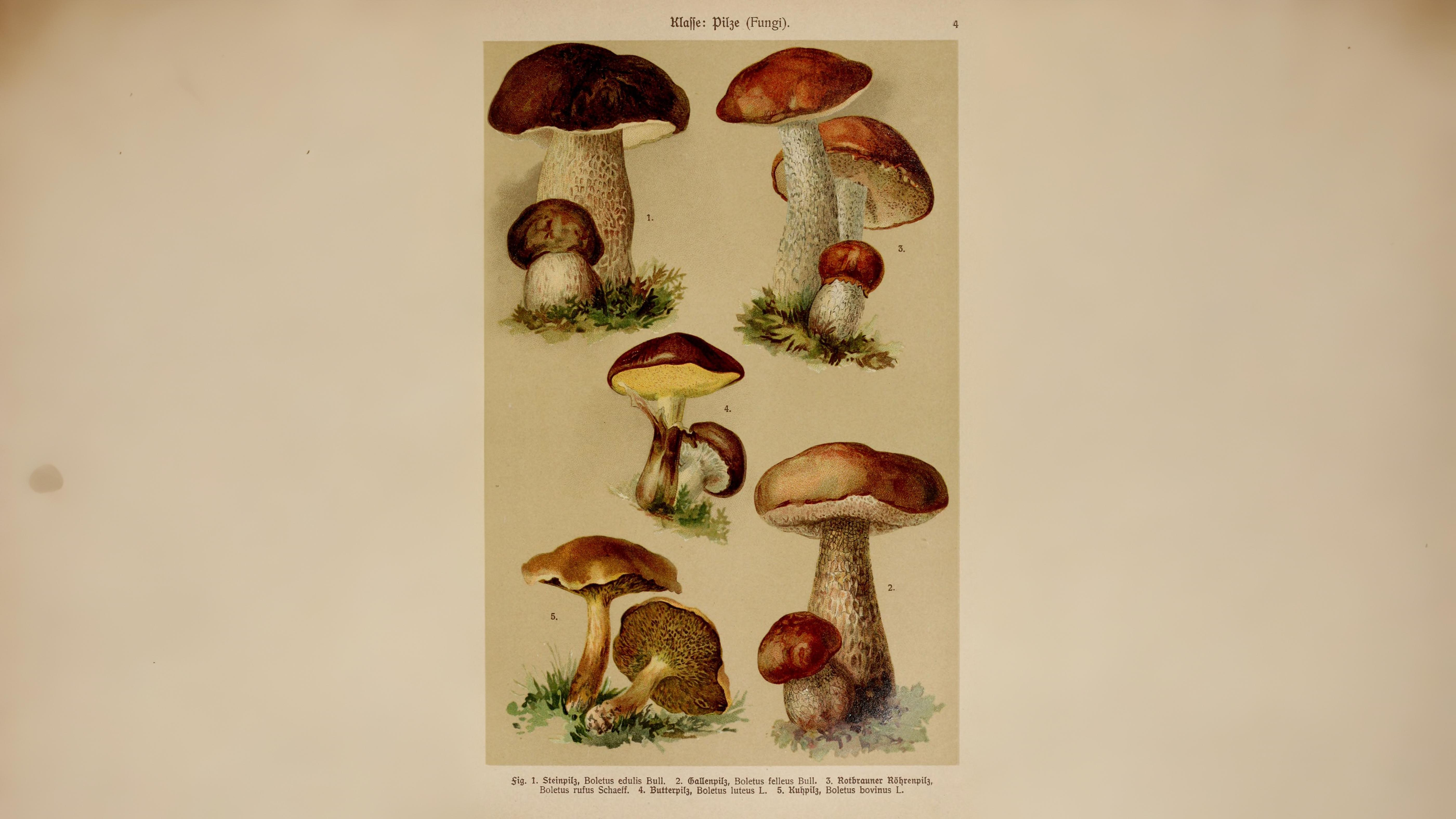 20-Sept London’s Fungi Treasures Section Image