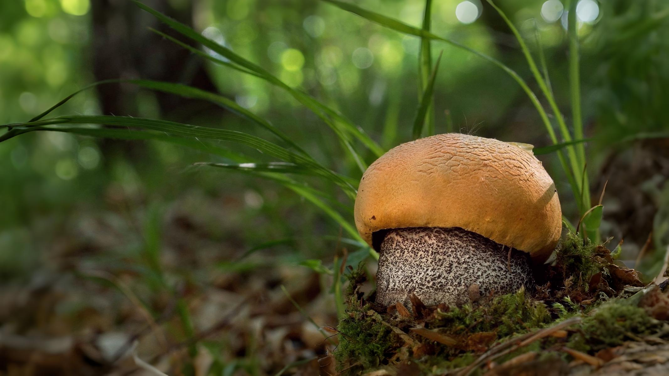 20-Sept London’s Fungi Treasures Section Image