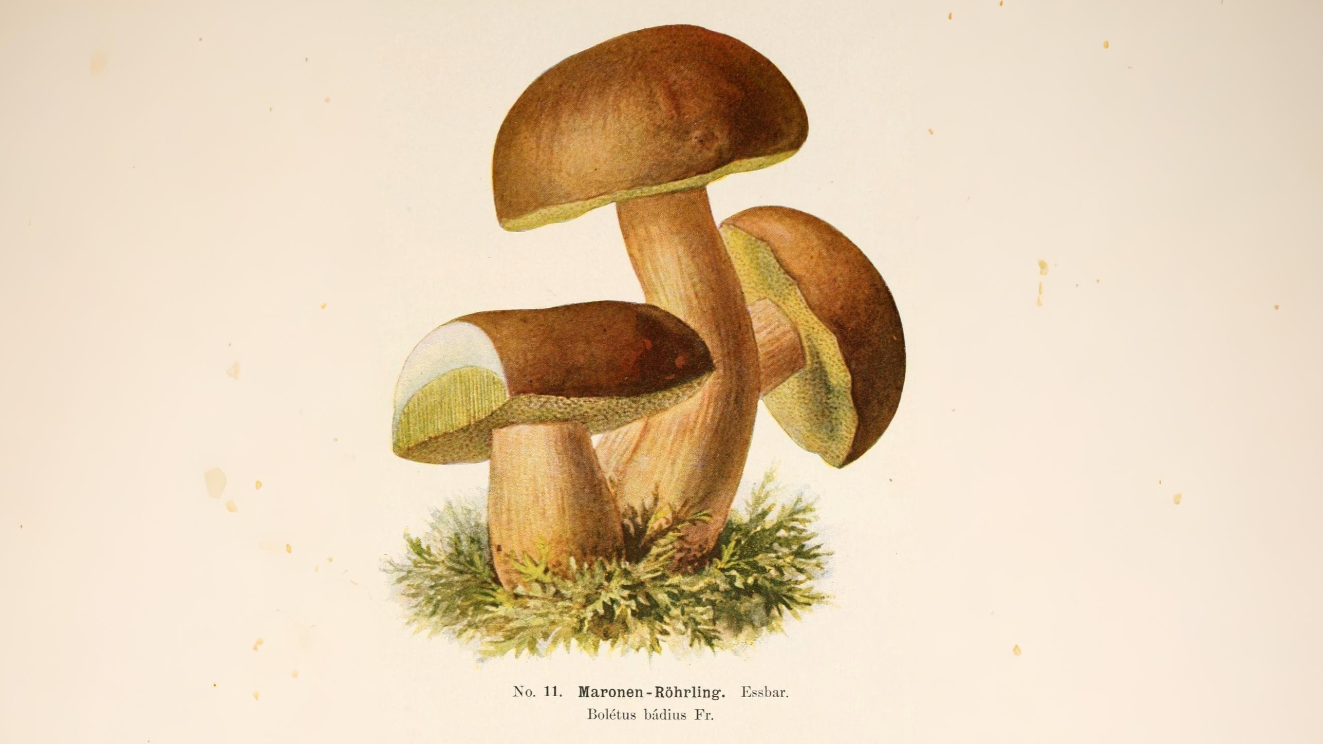 20-Sept London’s Fungi Treasures Section Image