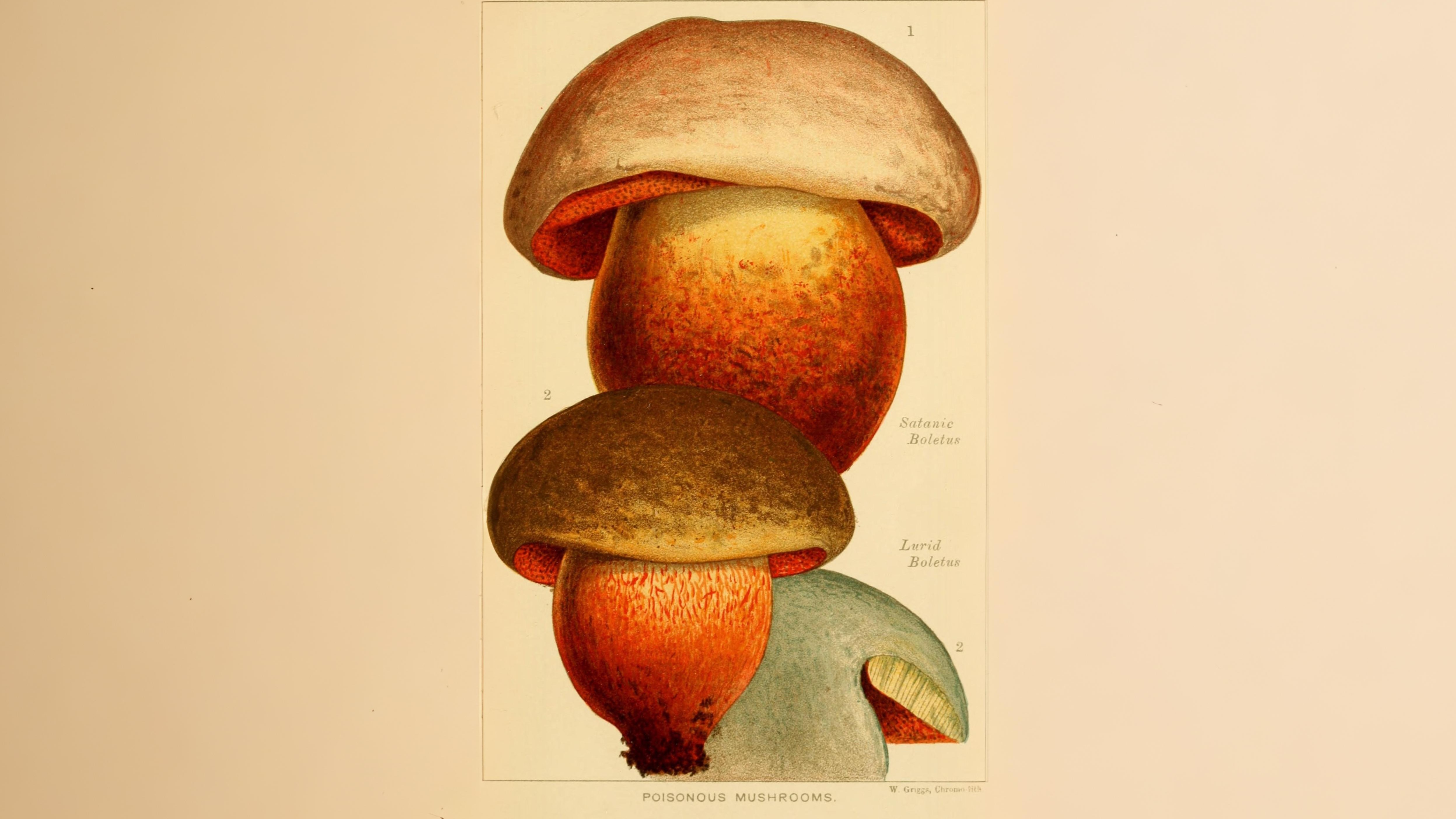 20-Sept London’s Fungi Treasures Section Image