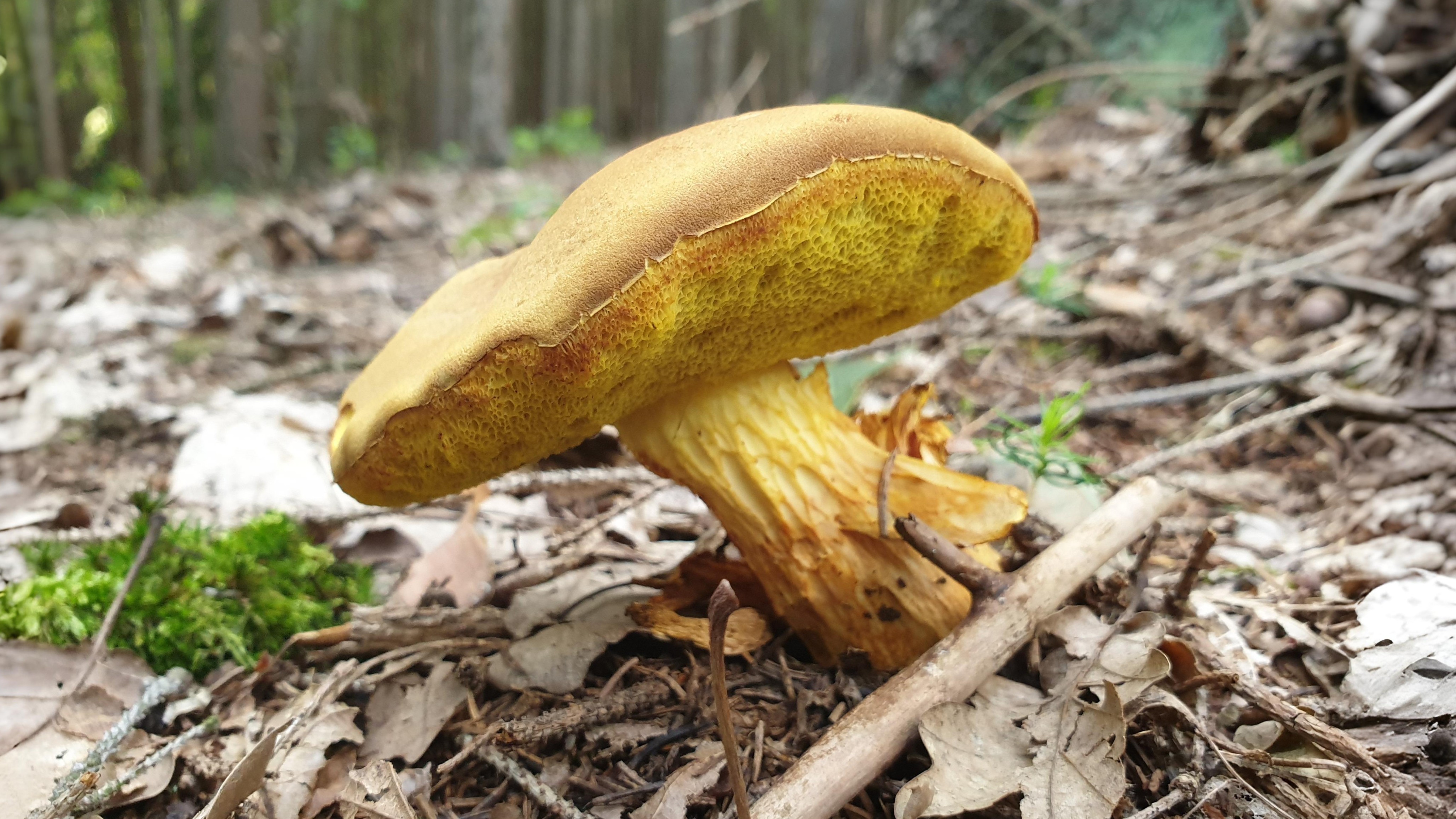 20-Sept London’s Fungi Treasures Section Image