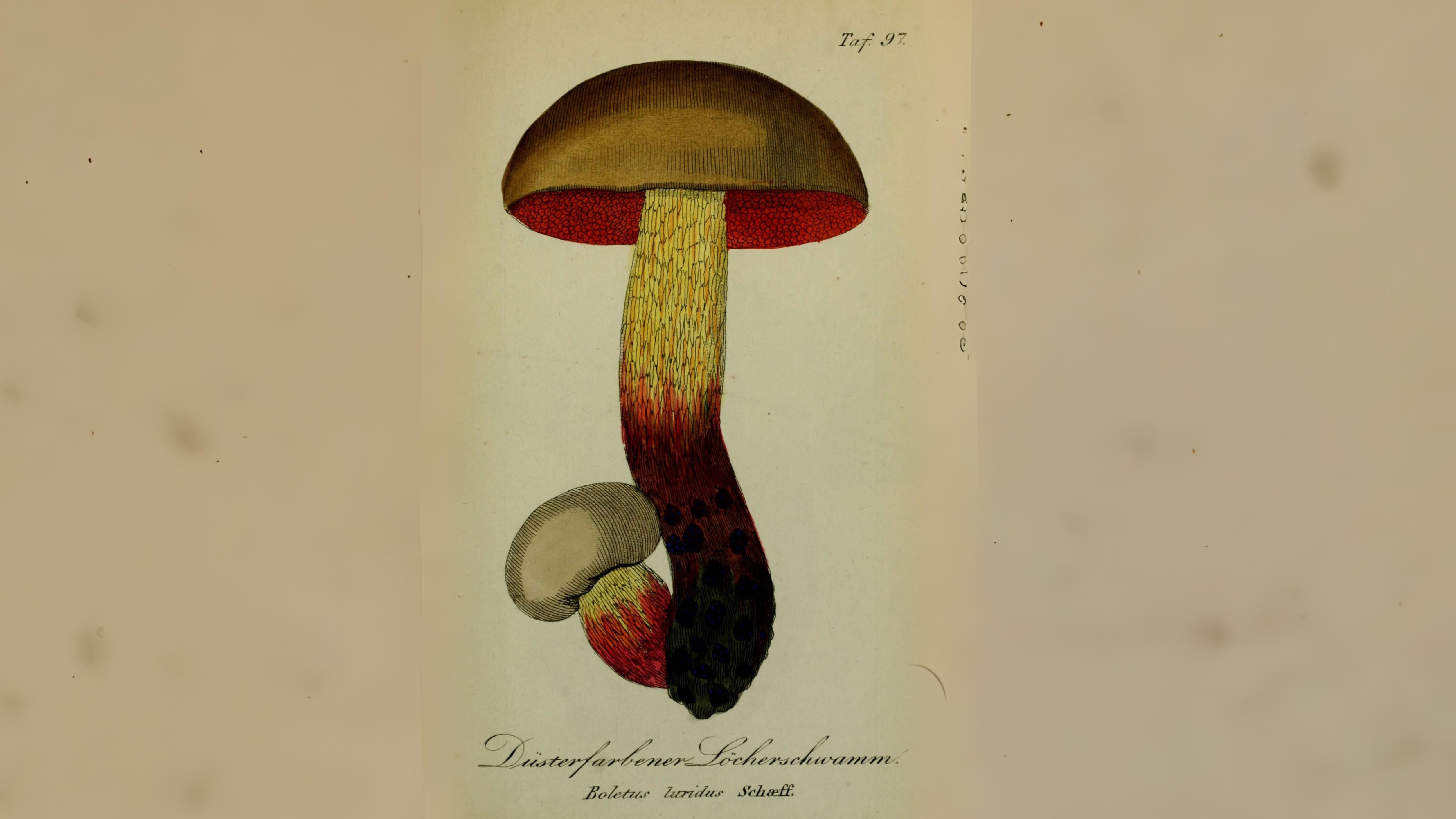 20-Sept London’s Fungi Treasures Section Image