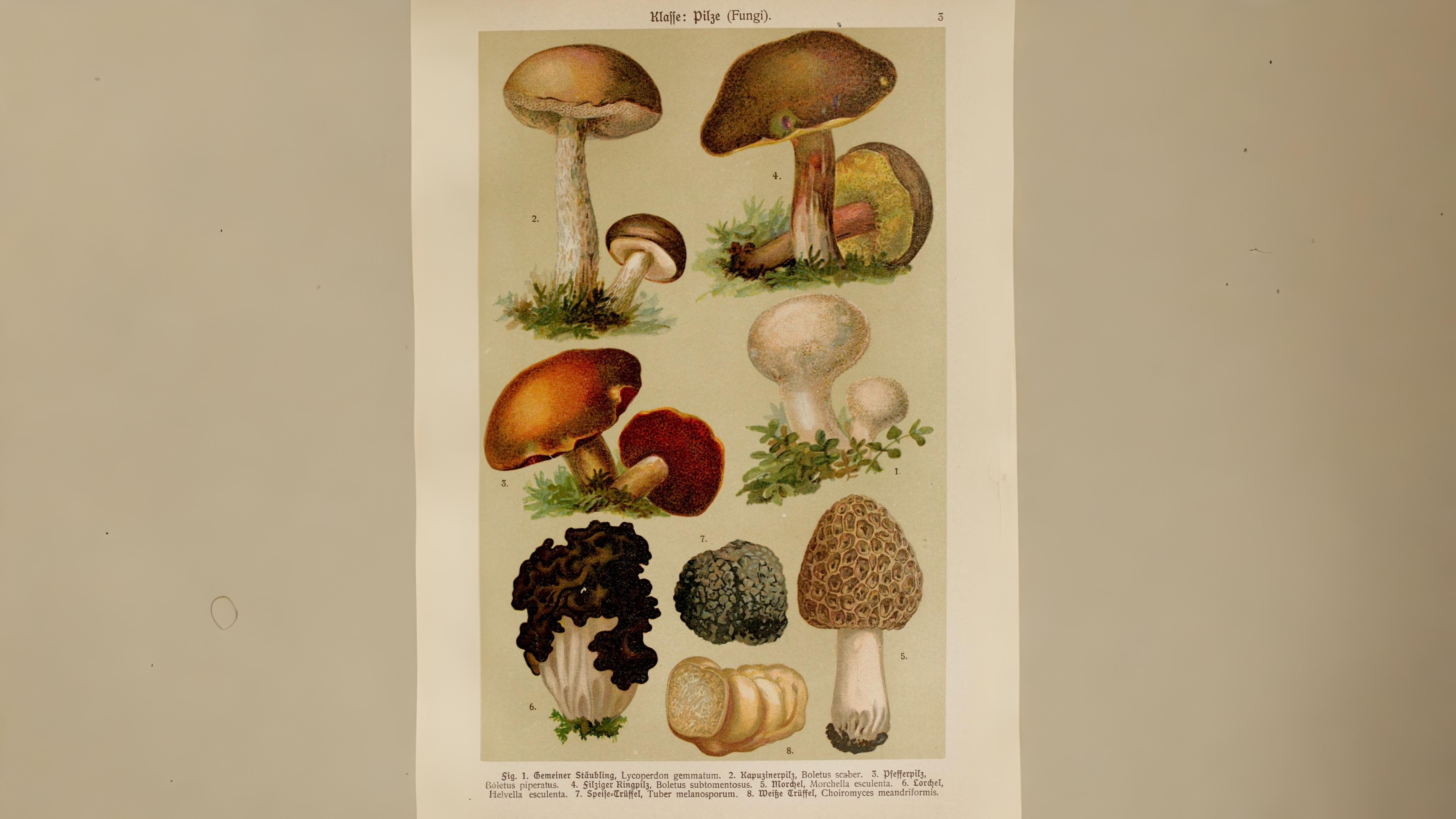 21-Sept Mystical Boletes of London’s Woodlands Section Image