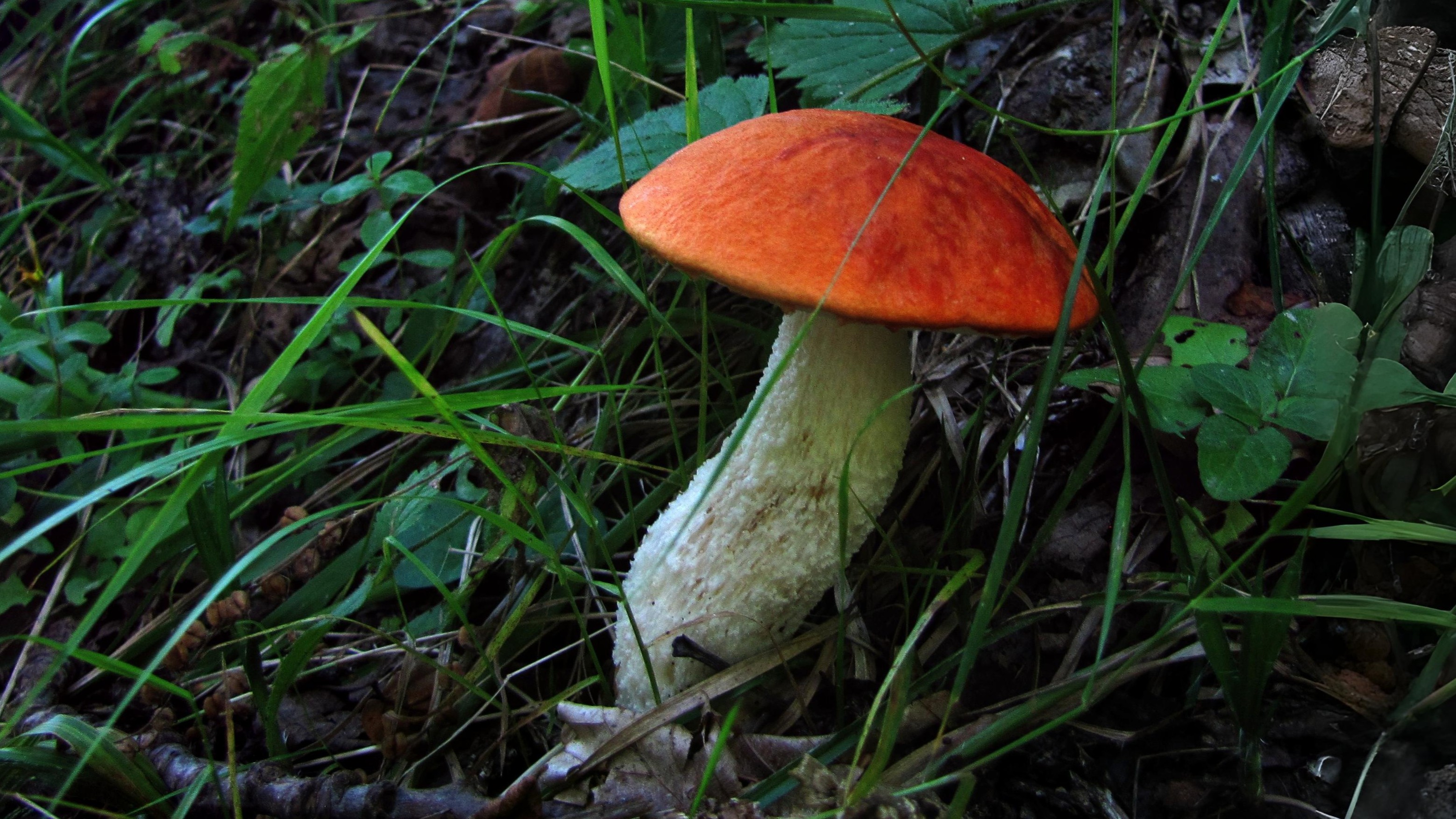 21-Sept Mystical Boletes of London’s Woodlands Section Image
