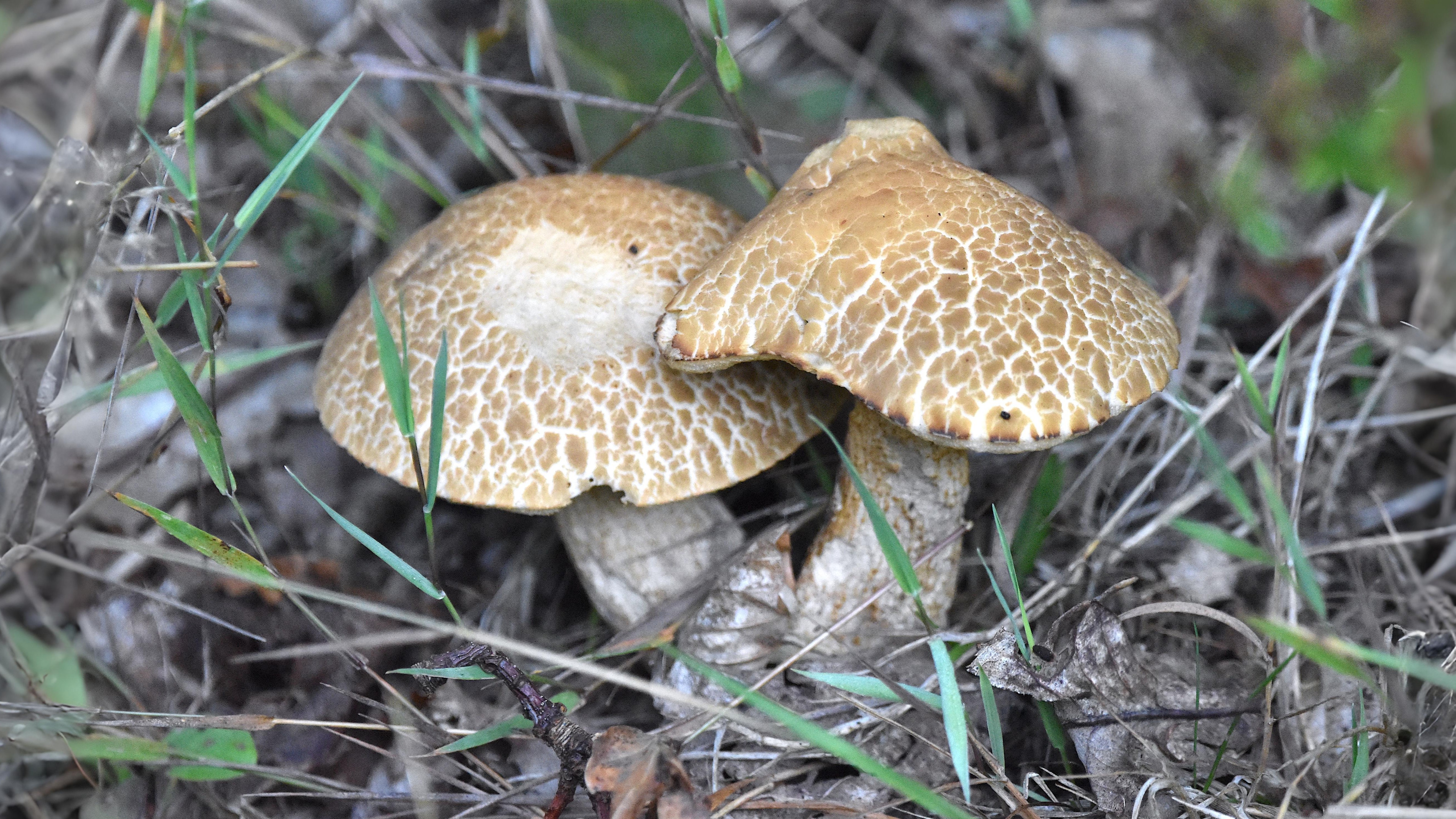 21-Sept Mystical Boletes of London’s Woodlands Section Image