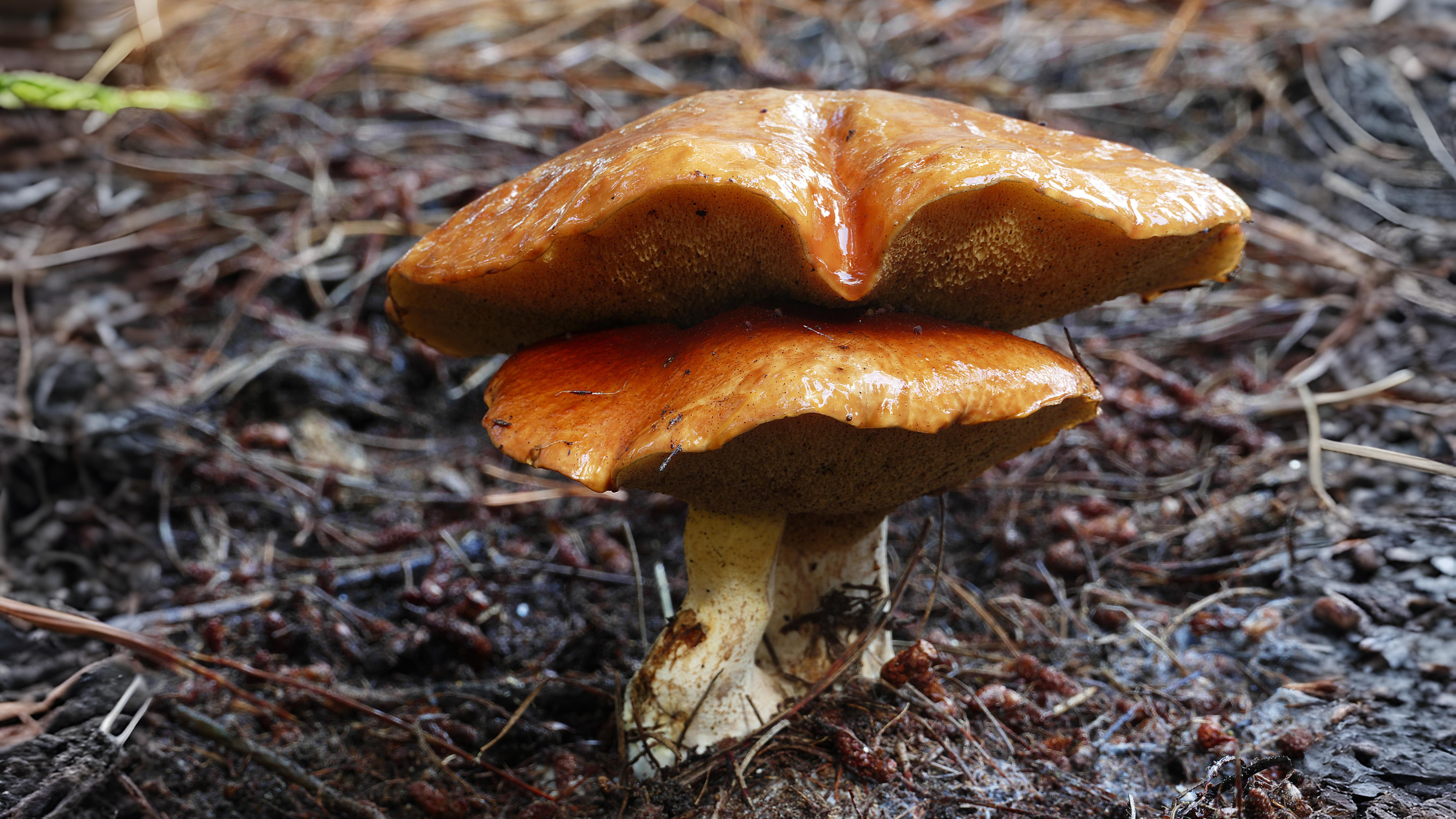 21-Sept Mystical Boletes of London’s Woodlands Section Image