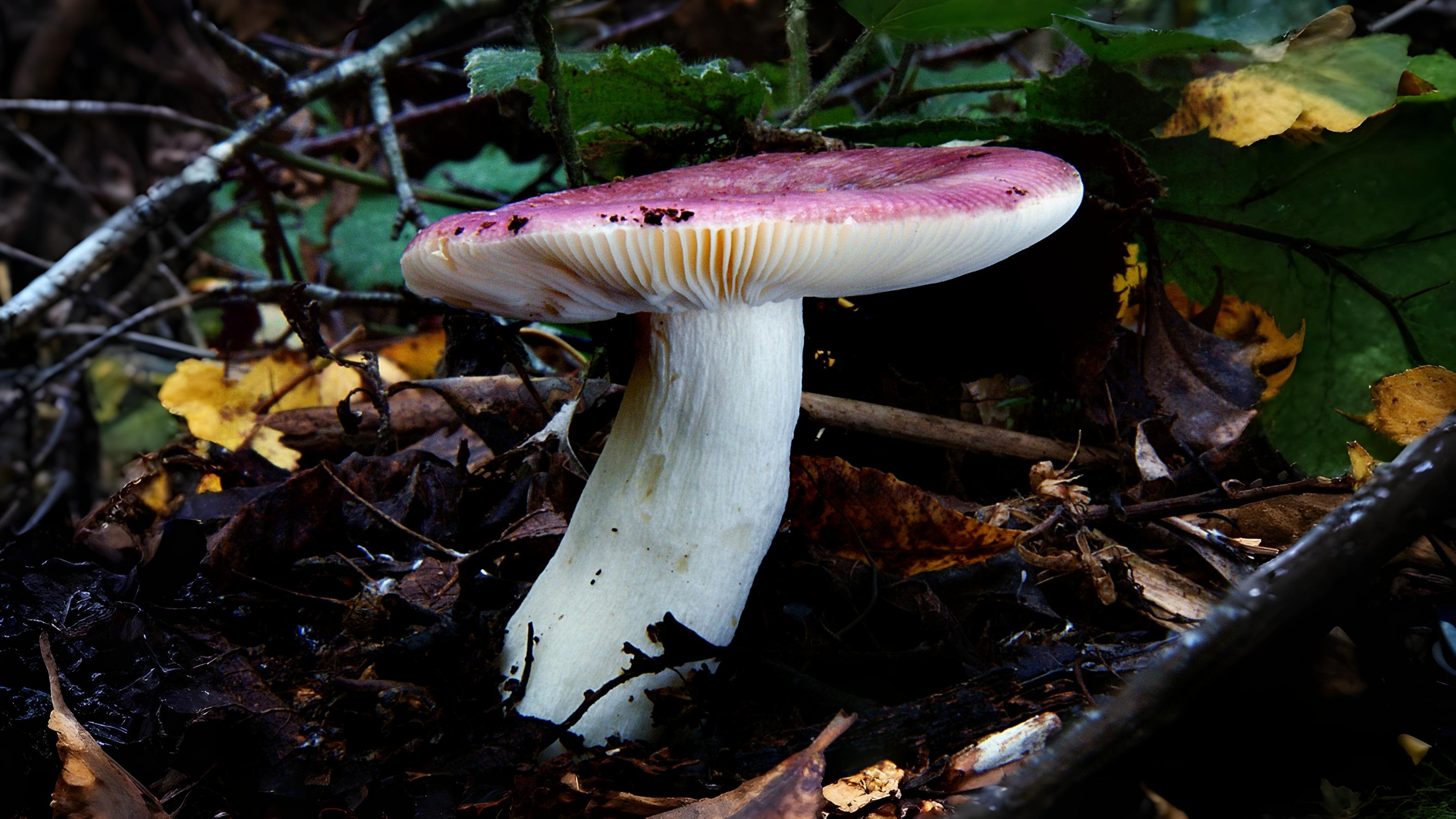 22-Sept The Colourful World of Brittlegills Section Image