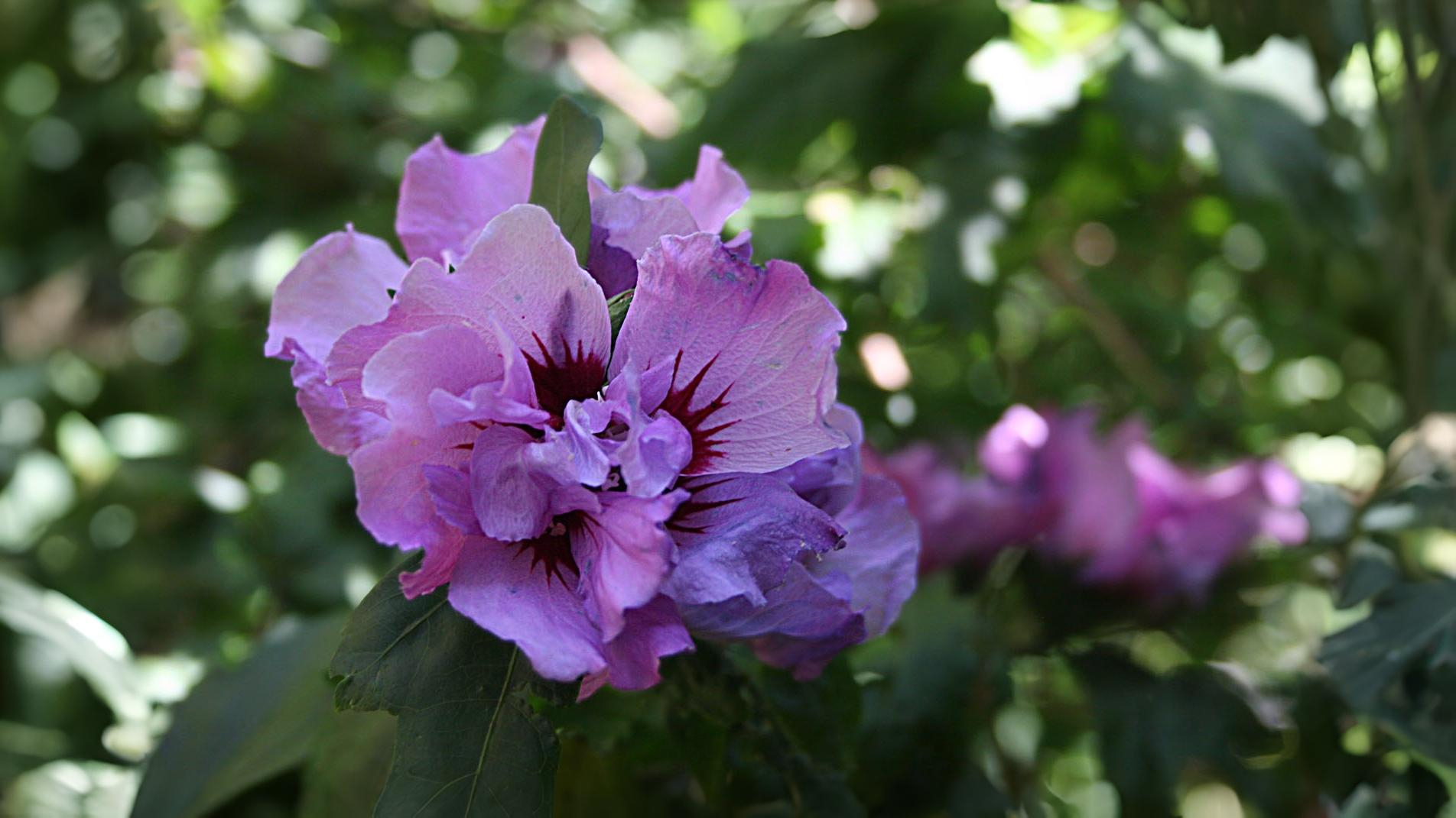 23-Sept September’s Garden Jewels Section Image