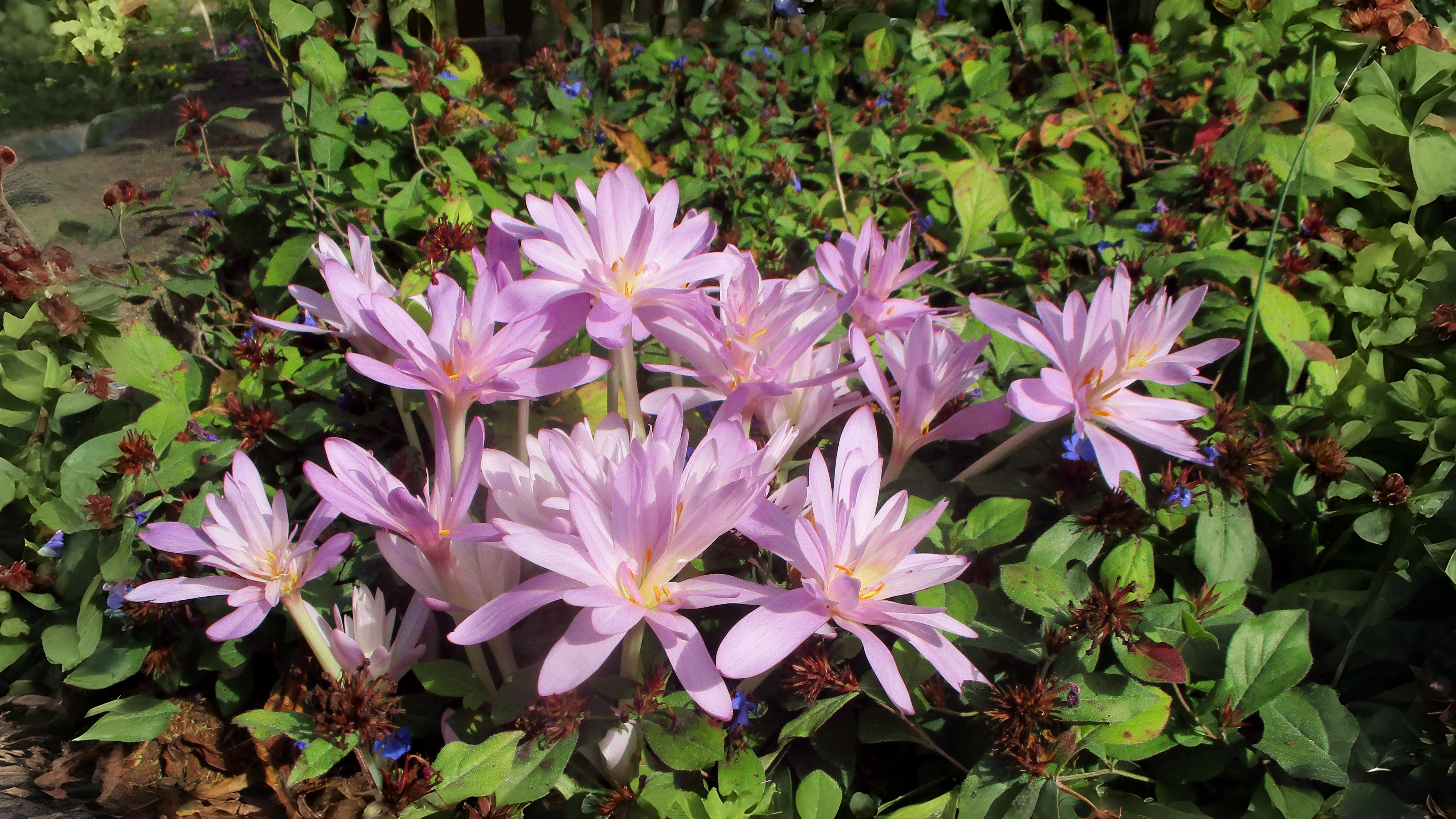 23-Sept September’s Garden Jewels Section Image