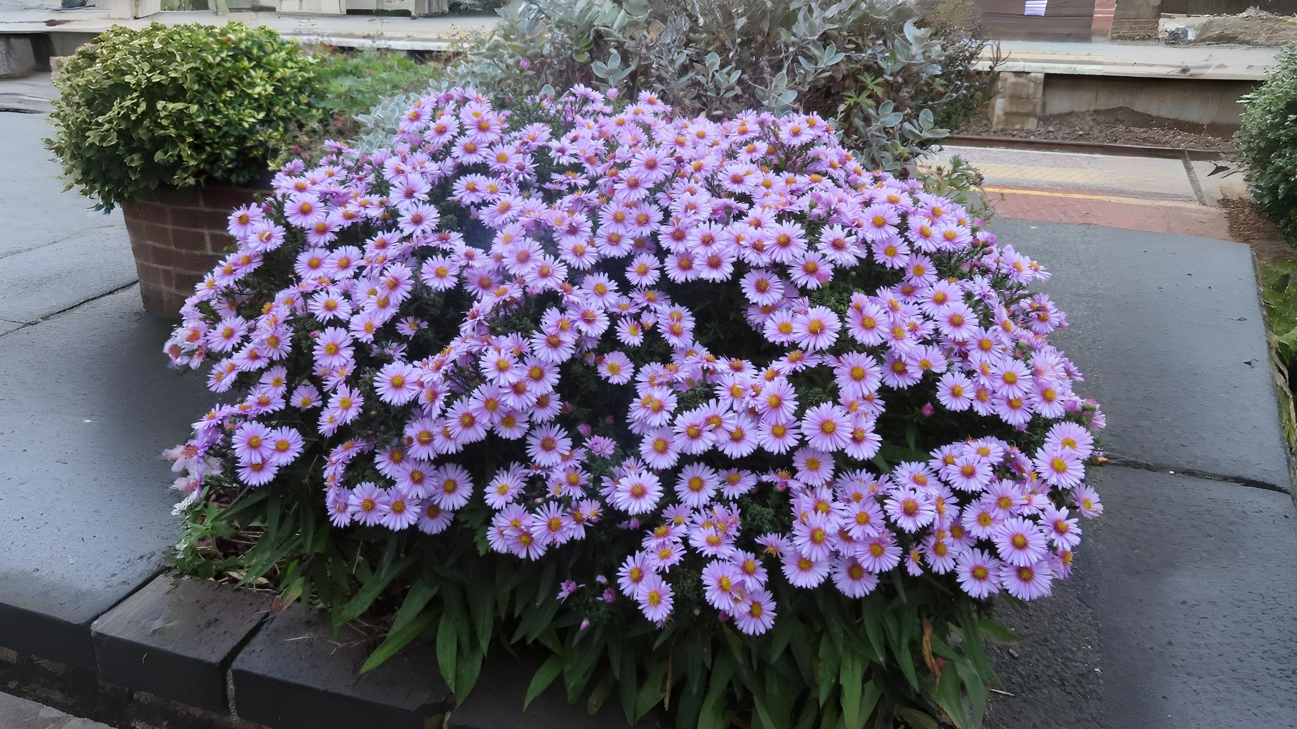 23-Sept September’s Garden Jewels Section Image