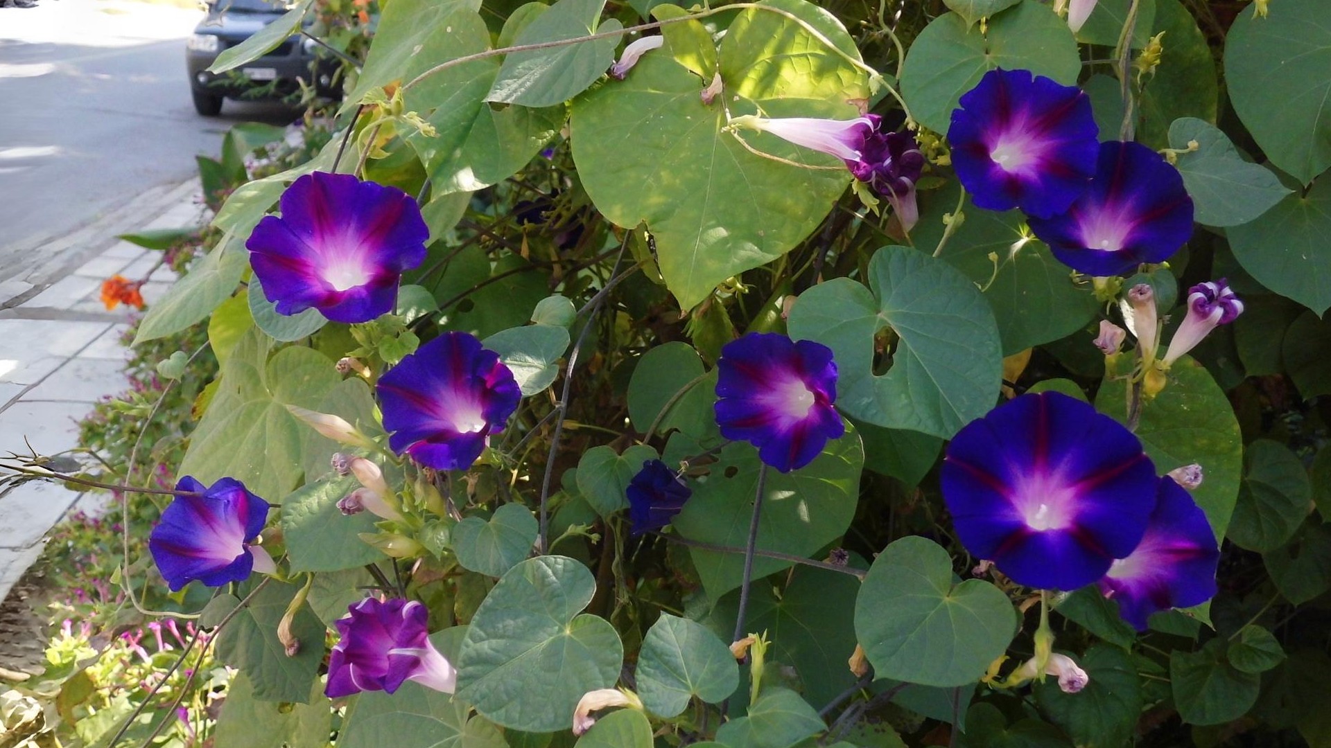 23-Sept September’s Garden Jewels Section Image