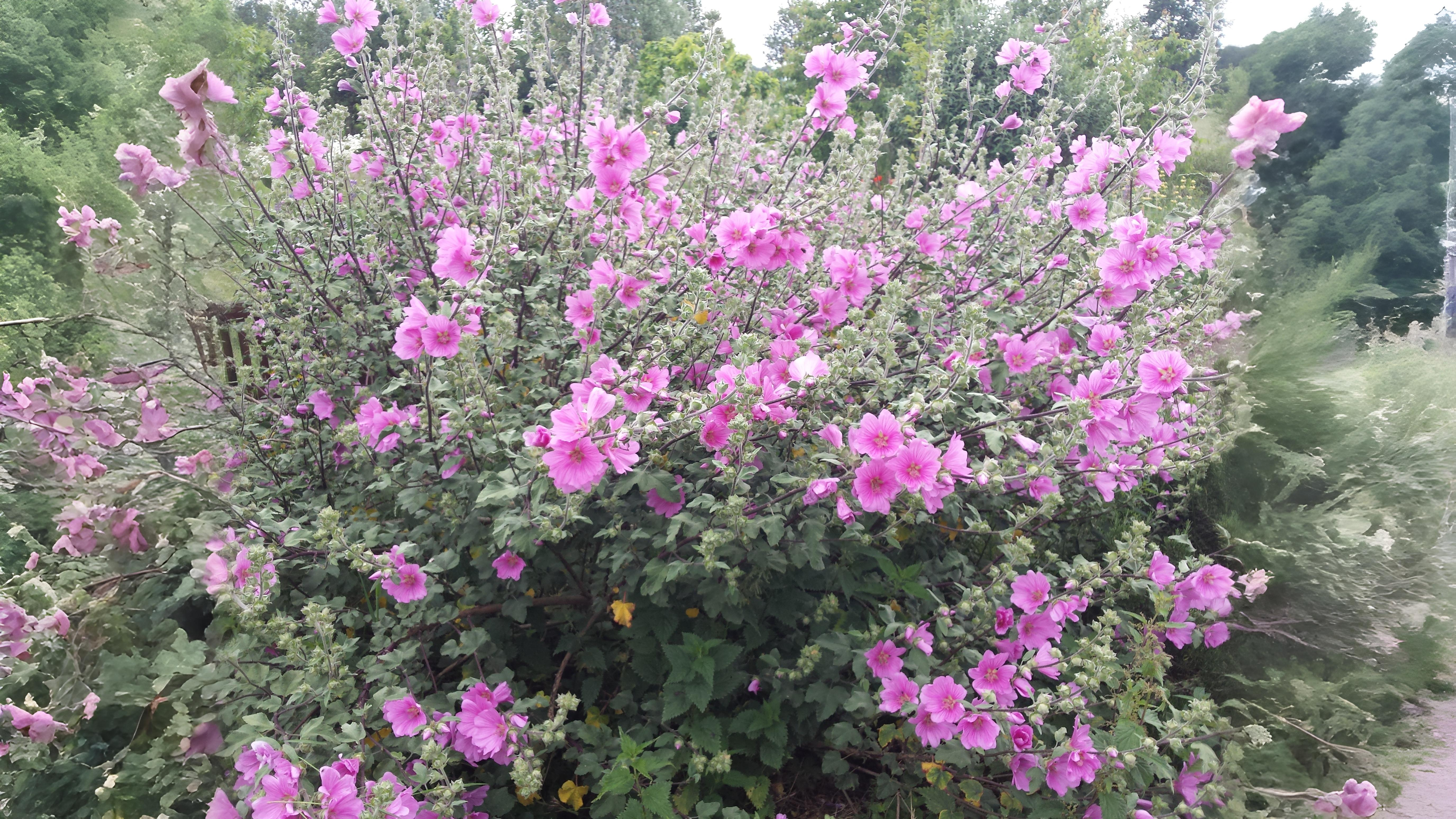 24-Sept Shrubs, Trees & September Colour Section Image