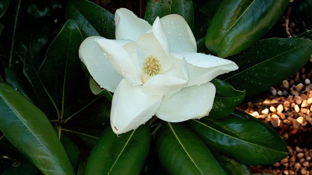 24-Sept Shrubs, Trees & September Colour Section Image