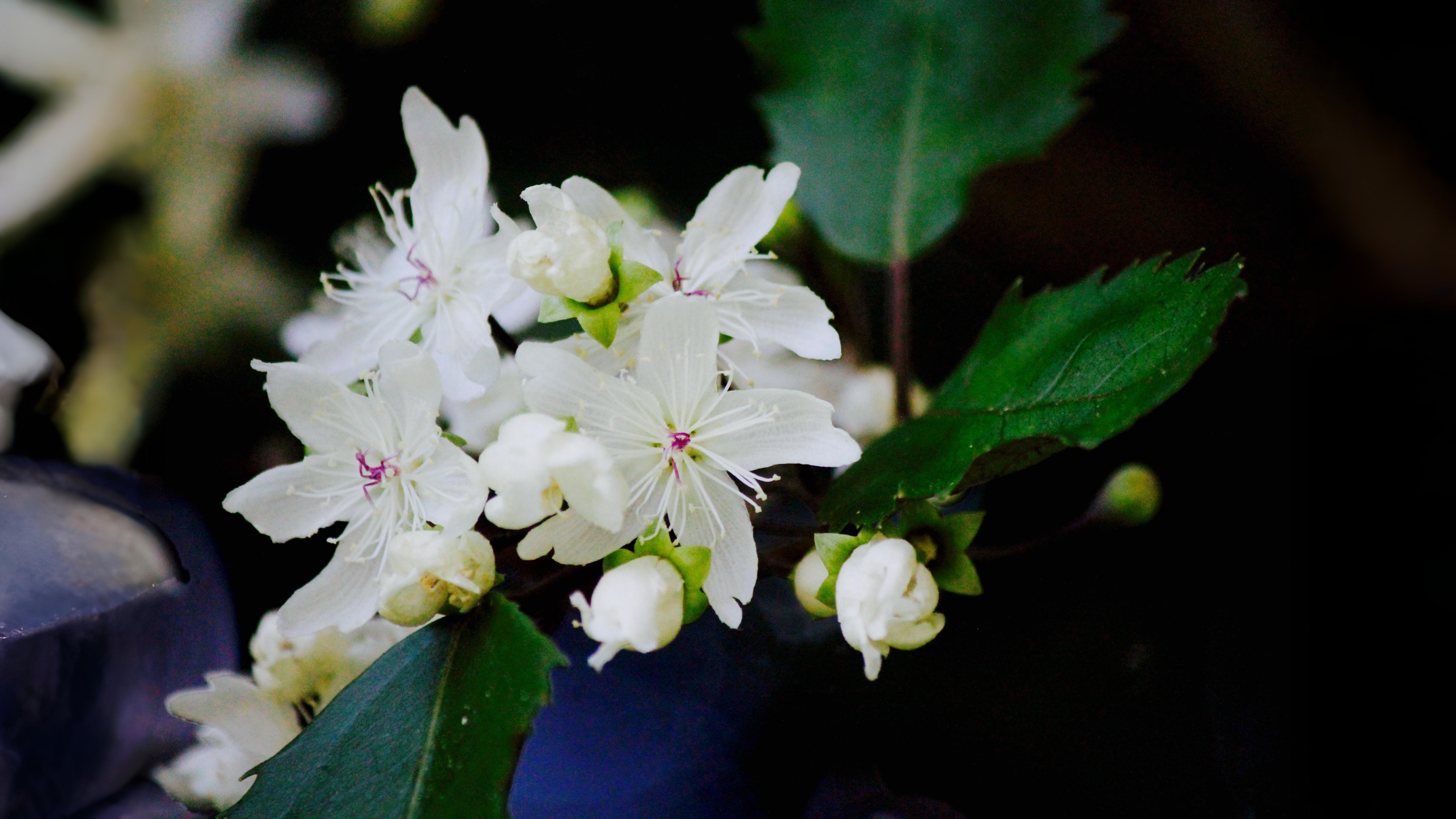 24-Sept Shrubs, Trees & September Colour Section Image