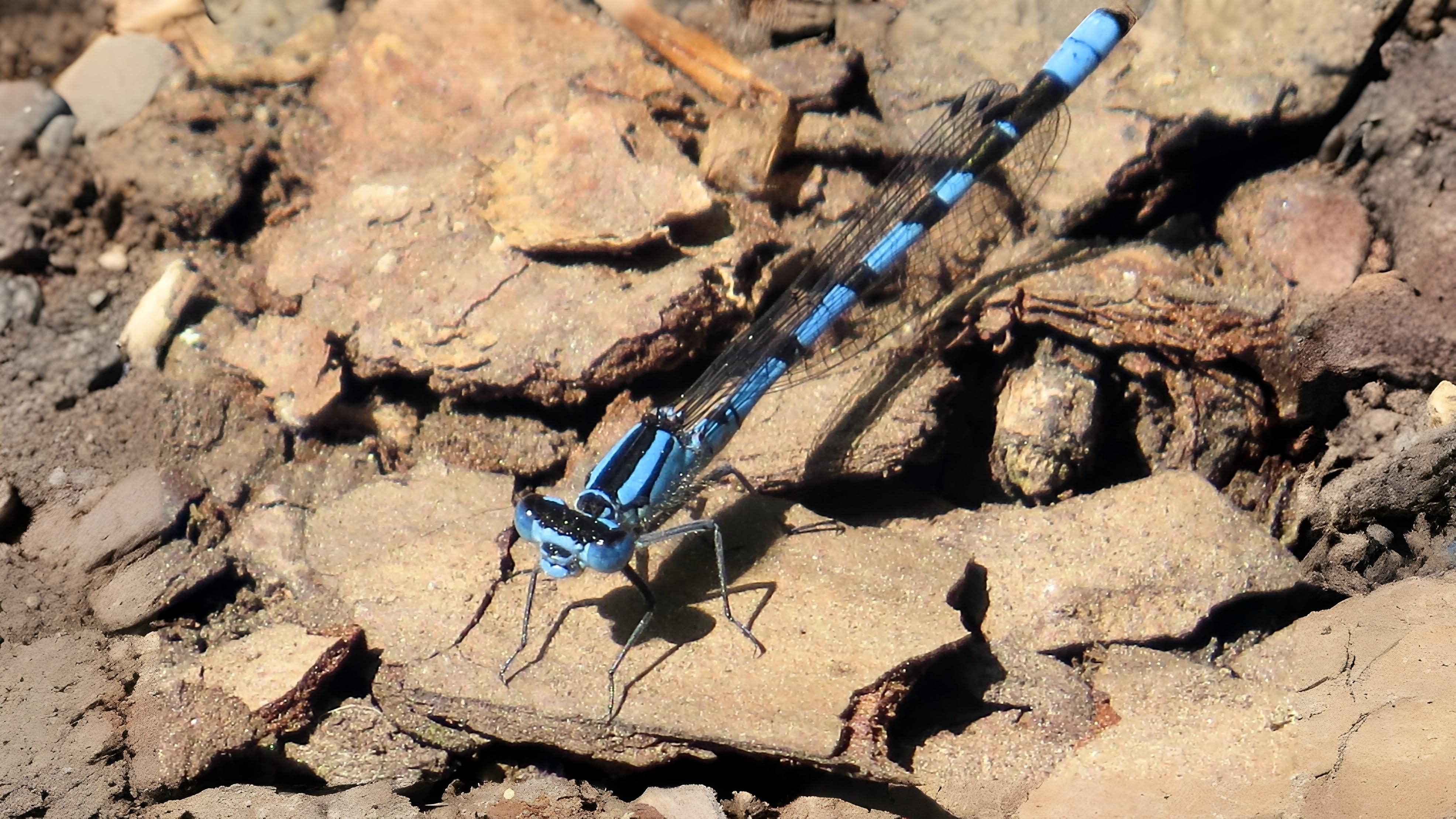 25-Sept Dragonfly Days Dwindle Section Image