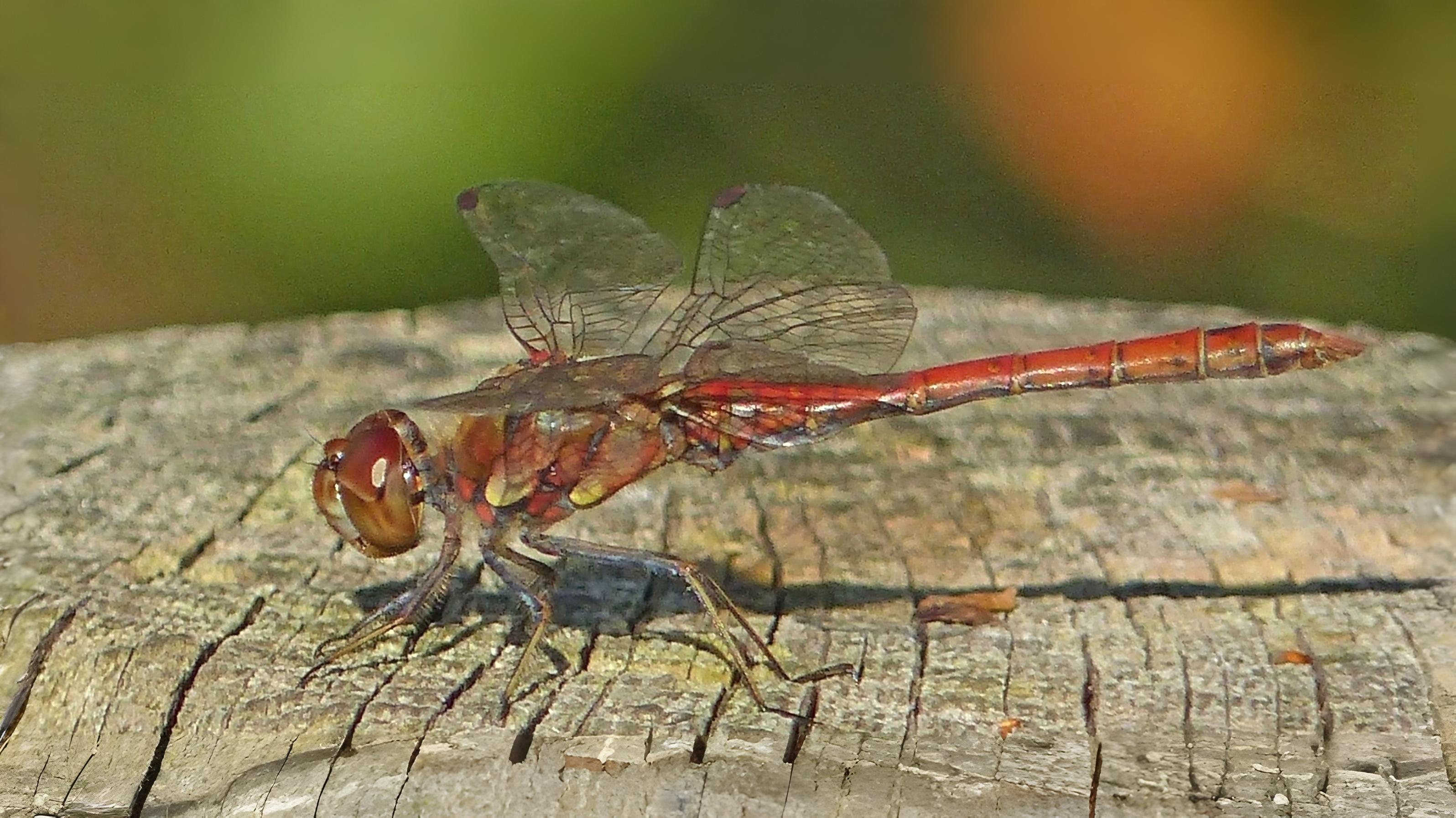 25-Sept Dragonfly Days Dwindle Section Image