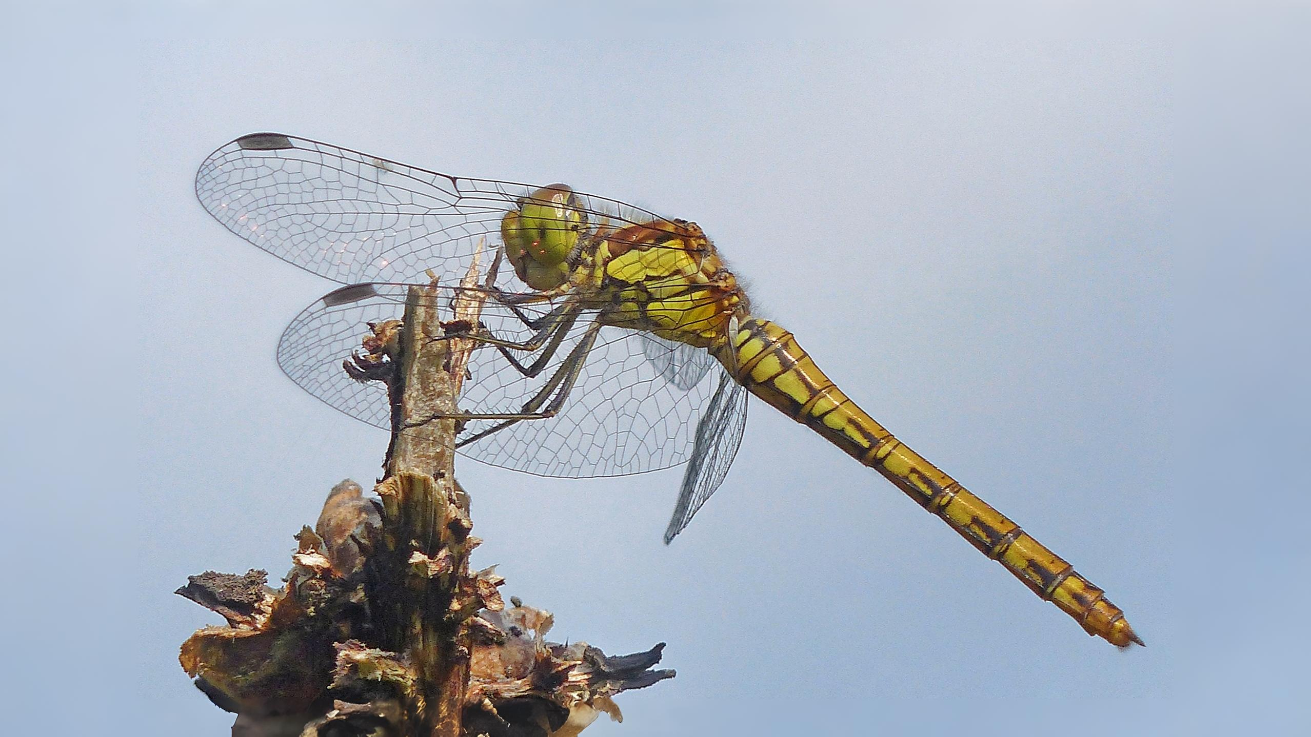 25-Sept Dragonfly Days Dwindle Section Image