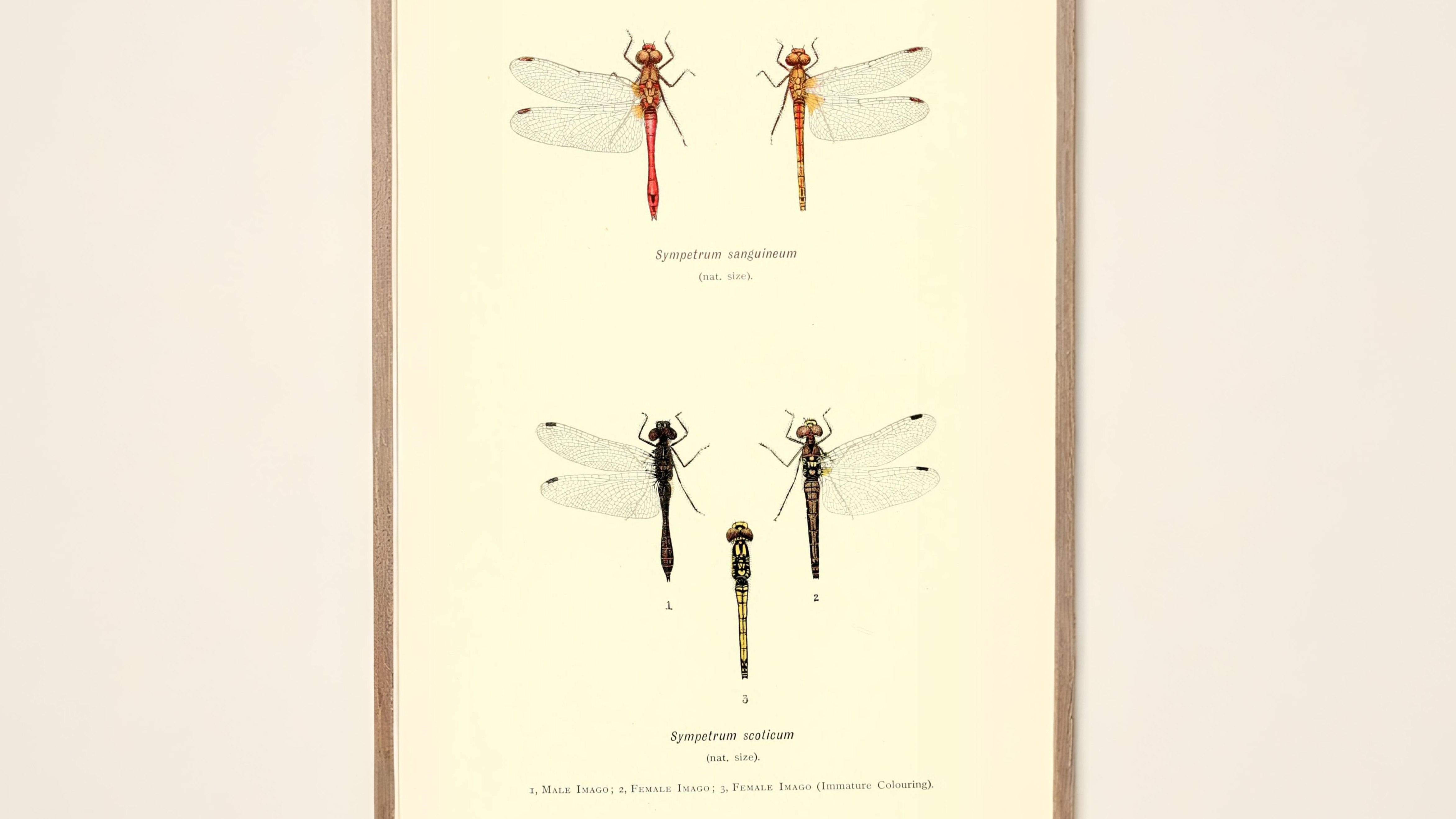 25-Sept Dragonfly Days Dwindle Section Image