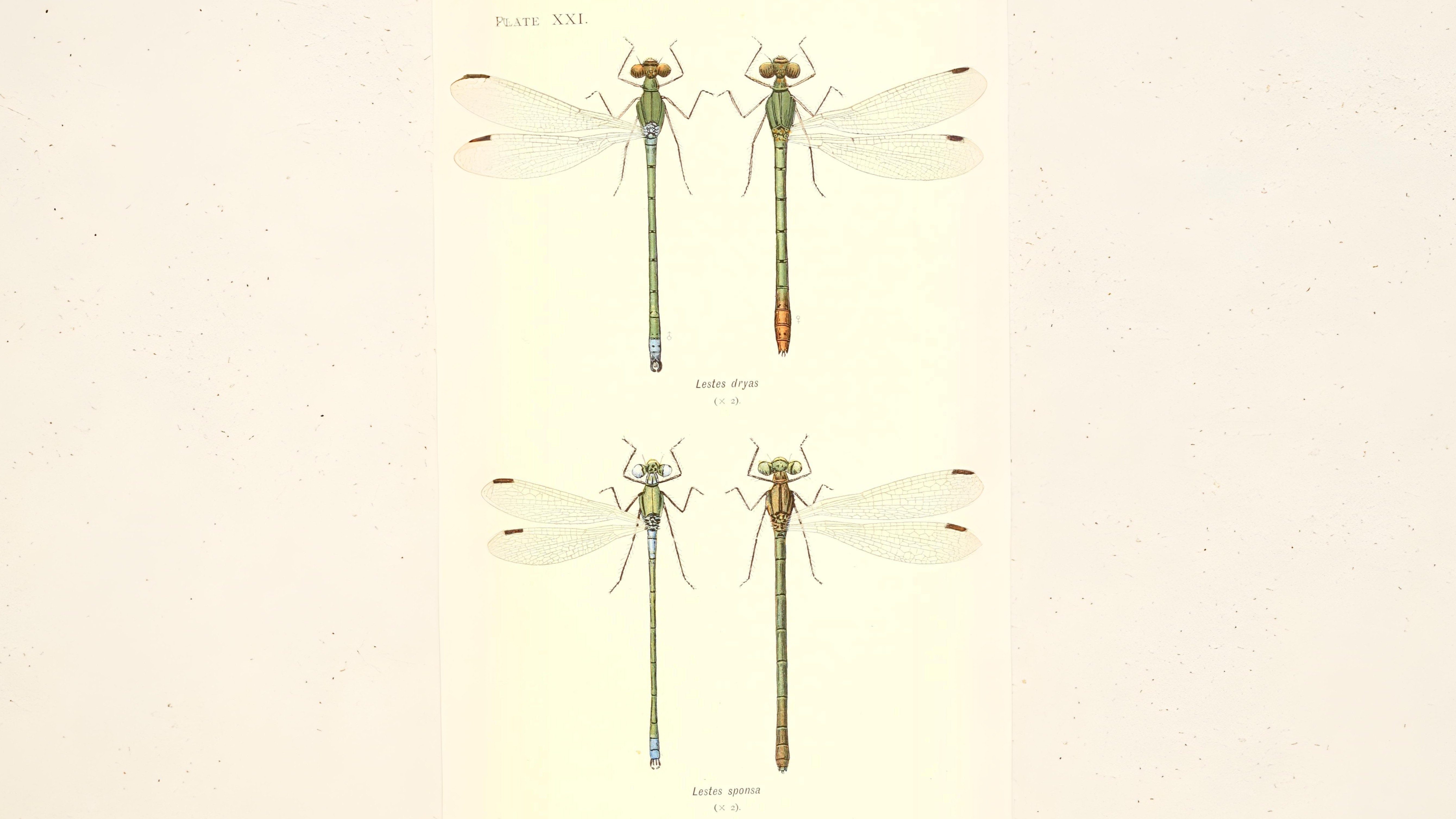 25-Sept Dragonfly Days Dwindle Section Image