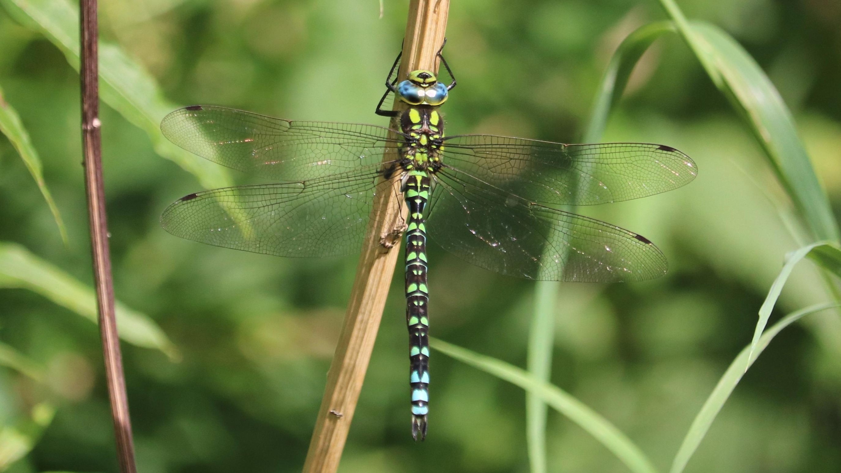 25-Sept Dragonfly Days Dwindle Section Image