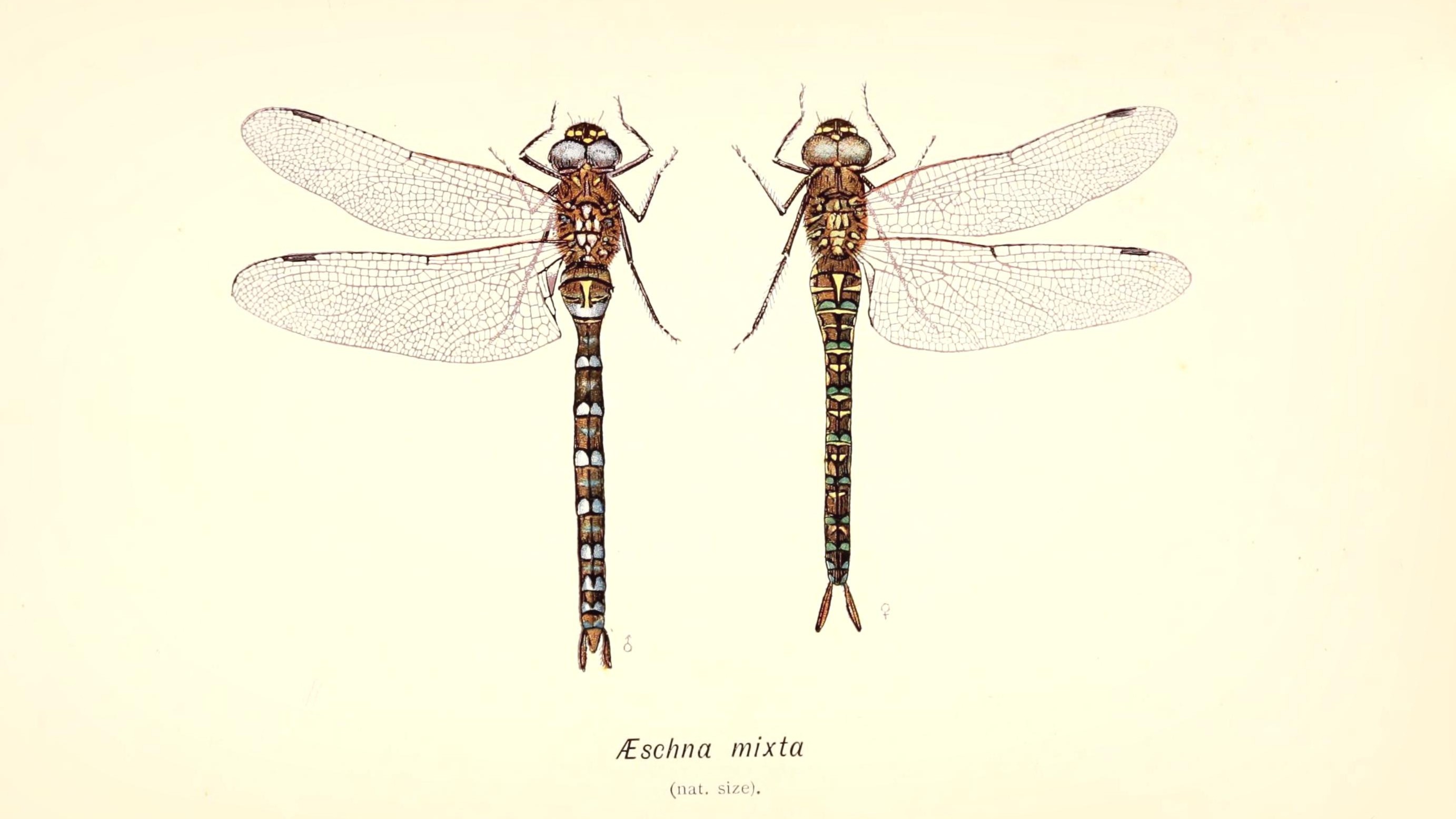 25-Sept Dragonfly Days Dwindle Section Image